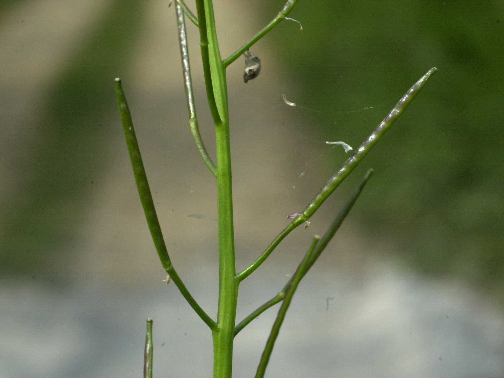Afficher le média cardamine_flexuosa3md cardamine_flexuosa3md