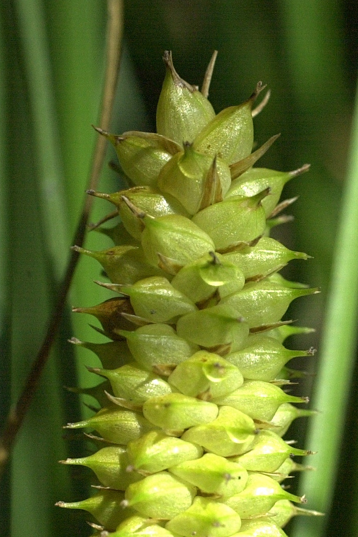 Afficher le média carex_vesicaria4bmd carex_vesicaria4bmd