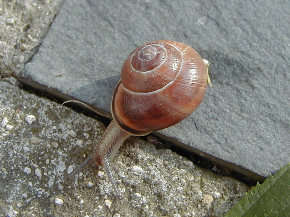 cepaea_nemoralis2bmd