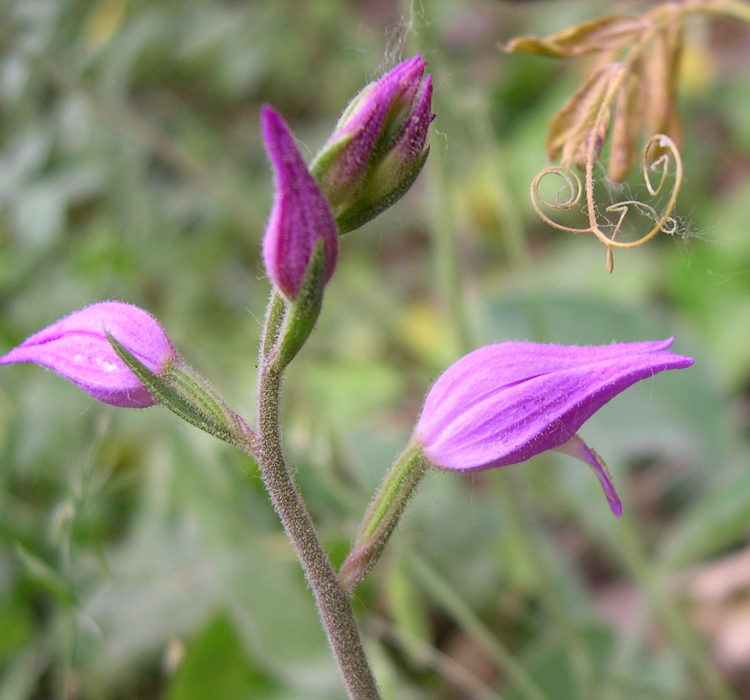 cephalanthera_rubra2md