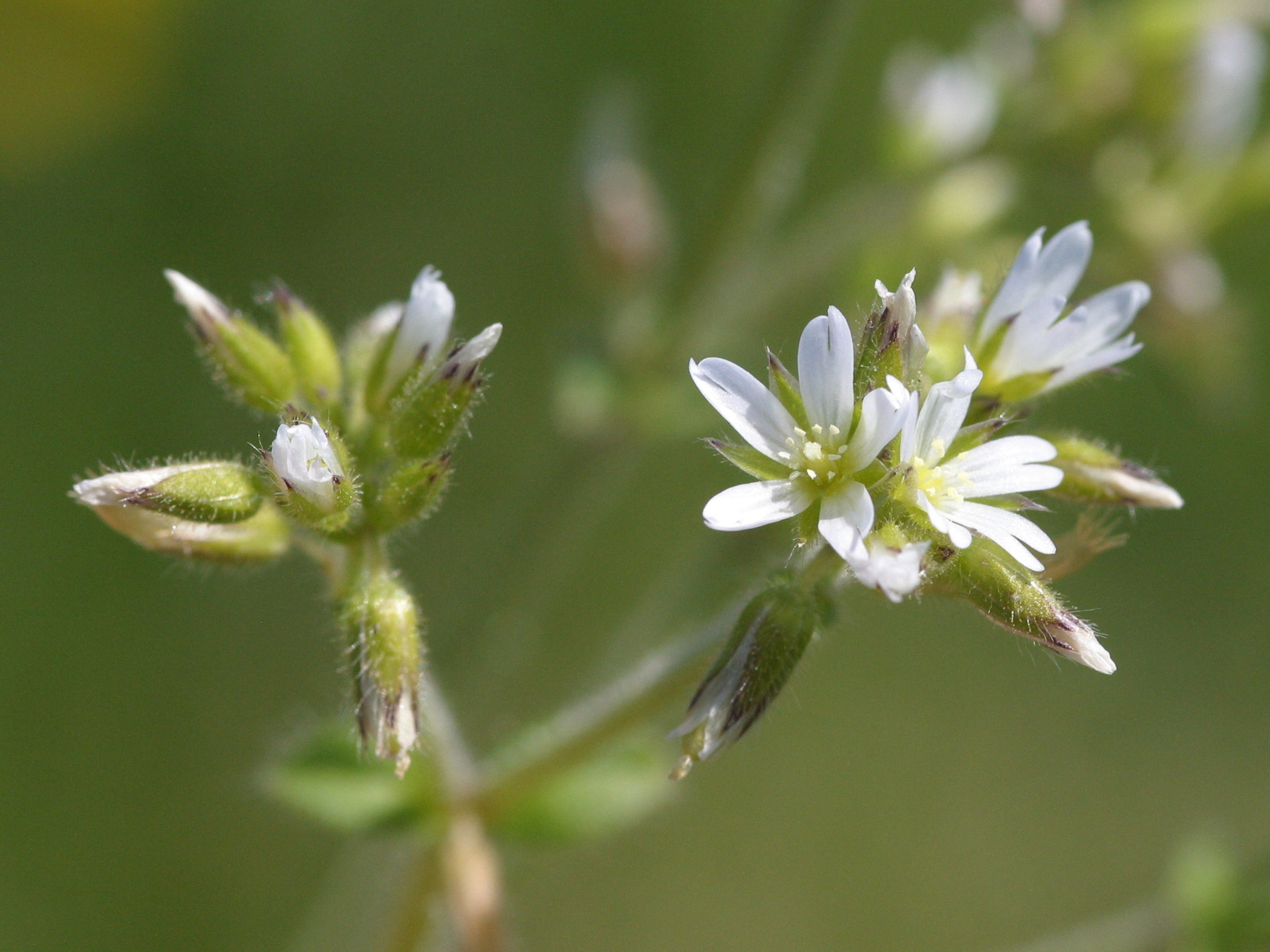 cerastium_diffusum2md