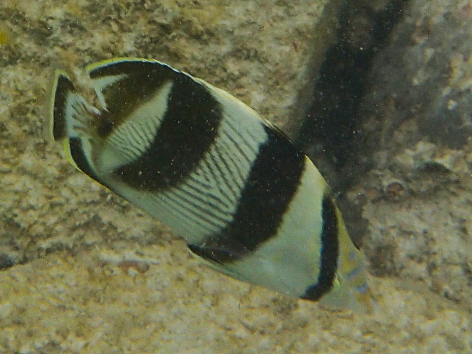 chaetodon_striatus1sd