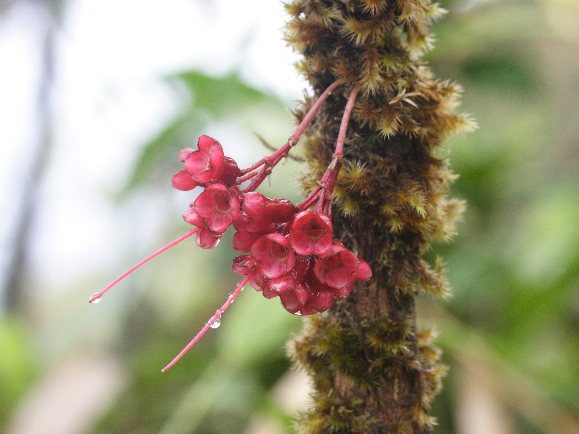 charianthus_nodosus4md