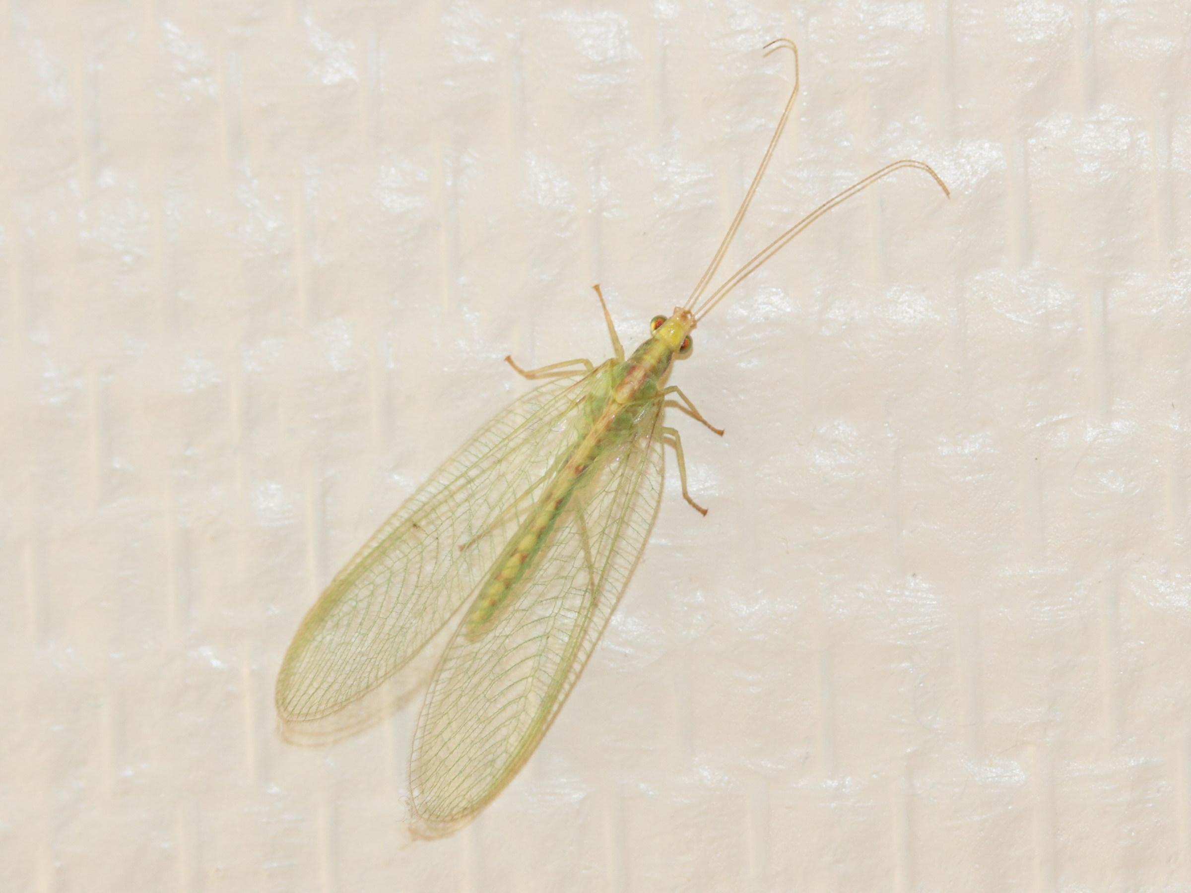 Afficher le média chrysoperla_carnea1md chrysoperla_carnea1md