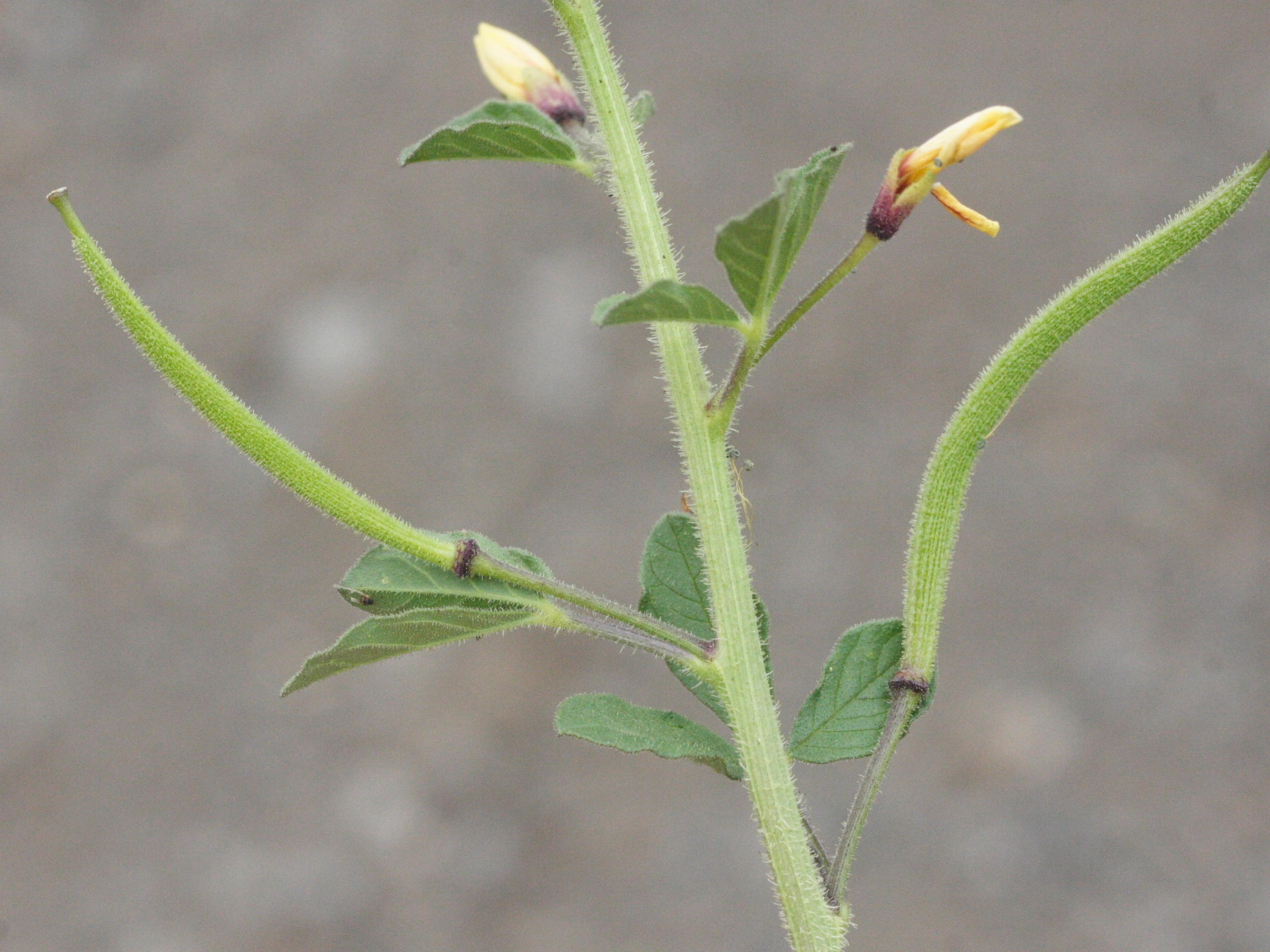 cleome_viscosa4md