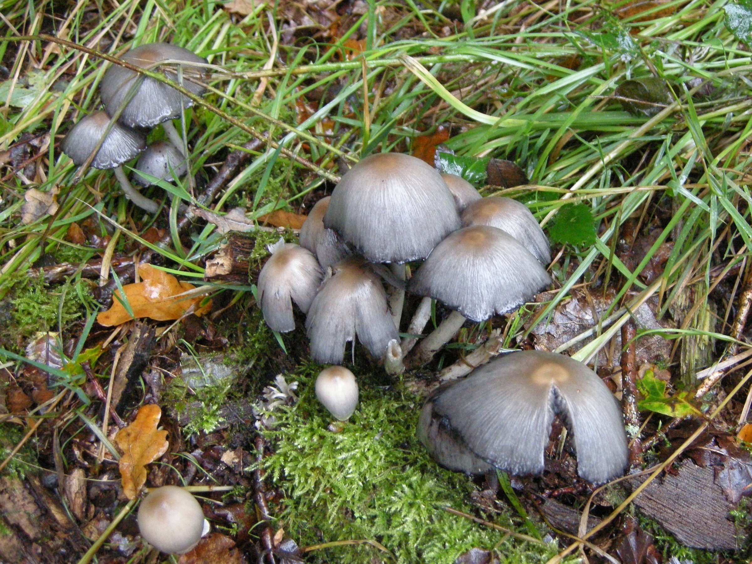 Coprinopsis_atramentarius