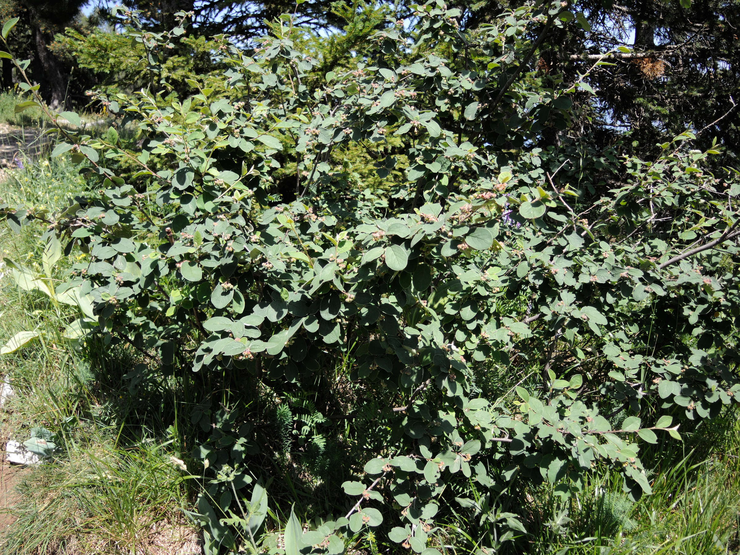 cotoneaster_delphinensis3md