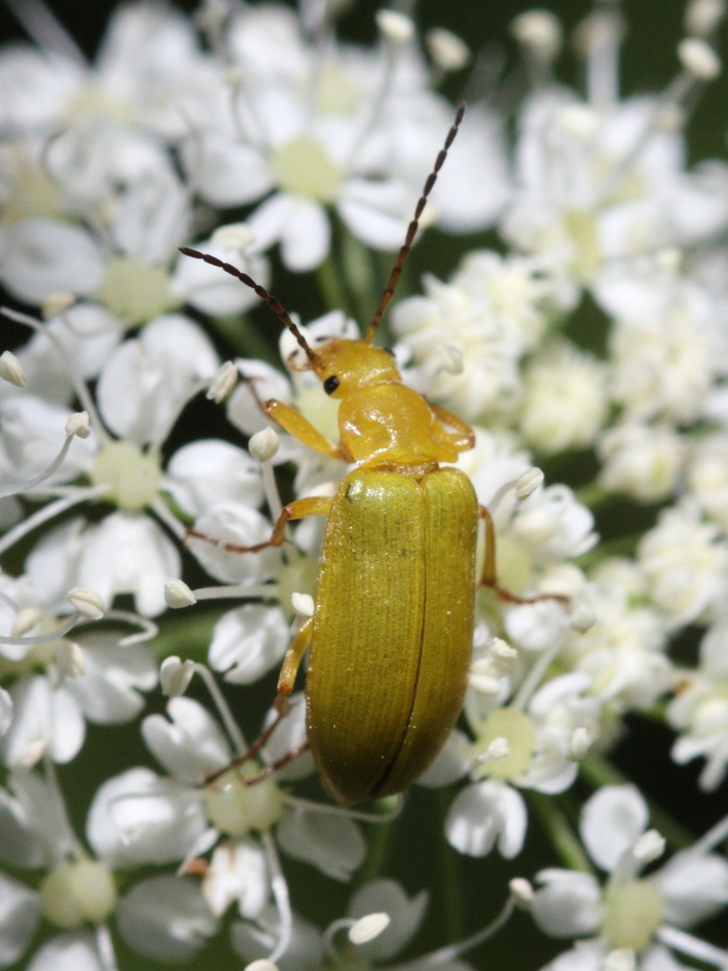 Afficher le média cteniopus_sulphureus1sd cteniopus_sulphureus1sd