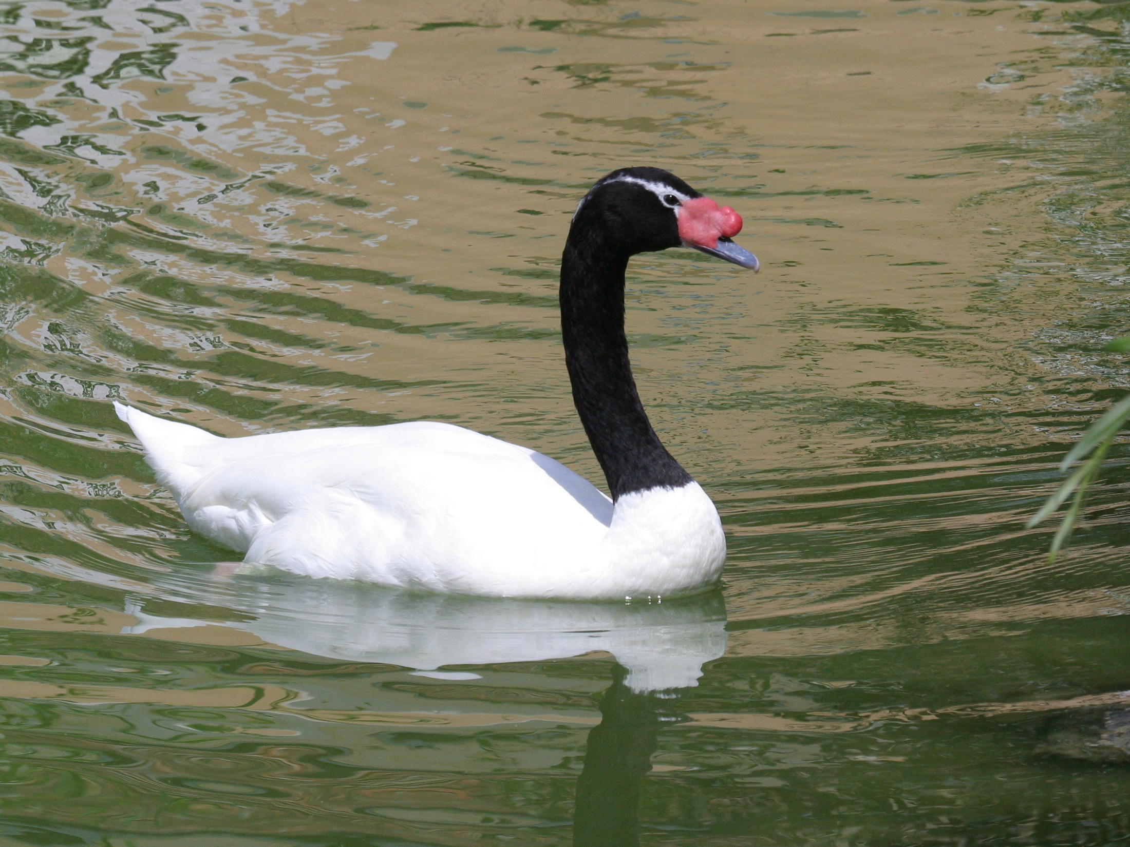 cygne_a_cou_noir_-_cygnus_melanocoryphus1bd