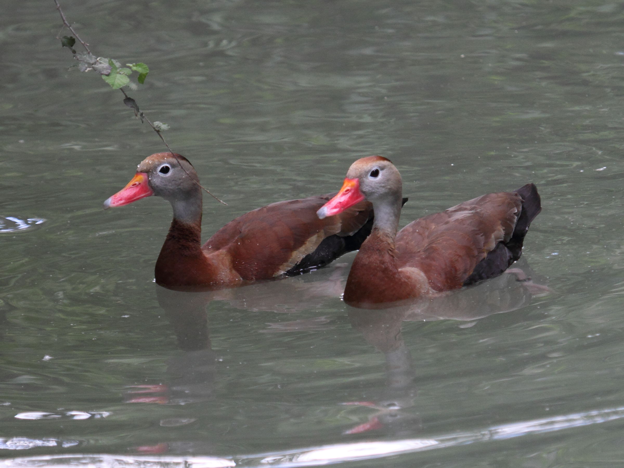 dendrocygne_a_ventre_noir_-_dendrocygna_autumnalis2bd