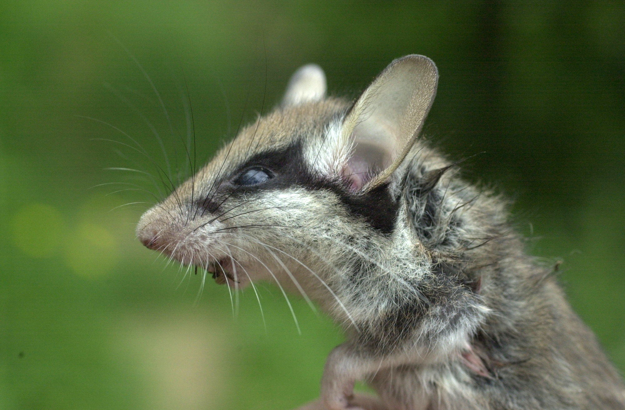 eliomys_quercinus1md