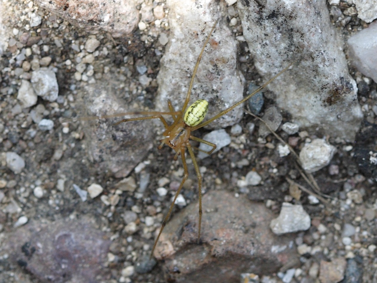 Afficher le média enoplognatha_ovata1sd enoplognatha_ovata1sd