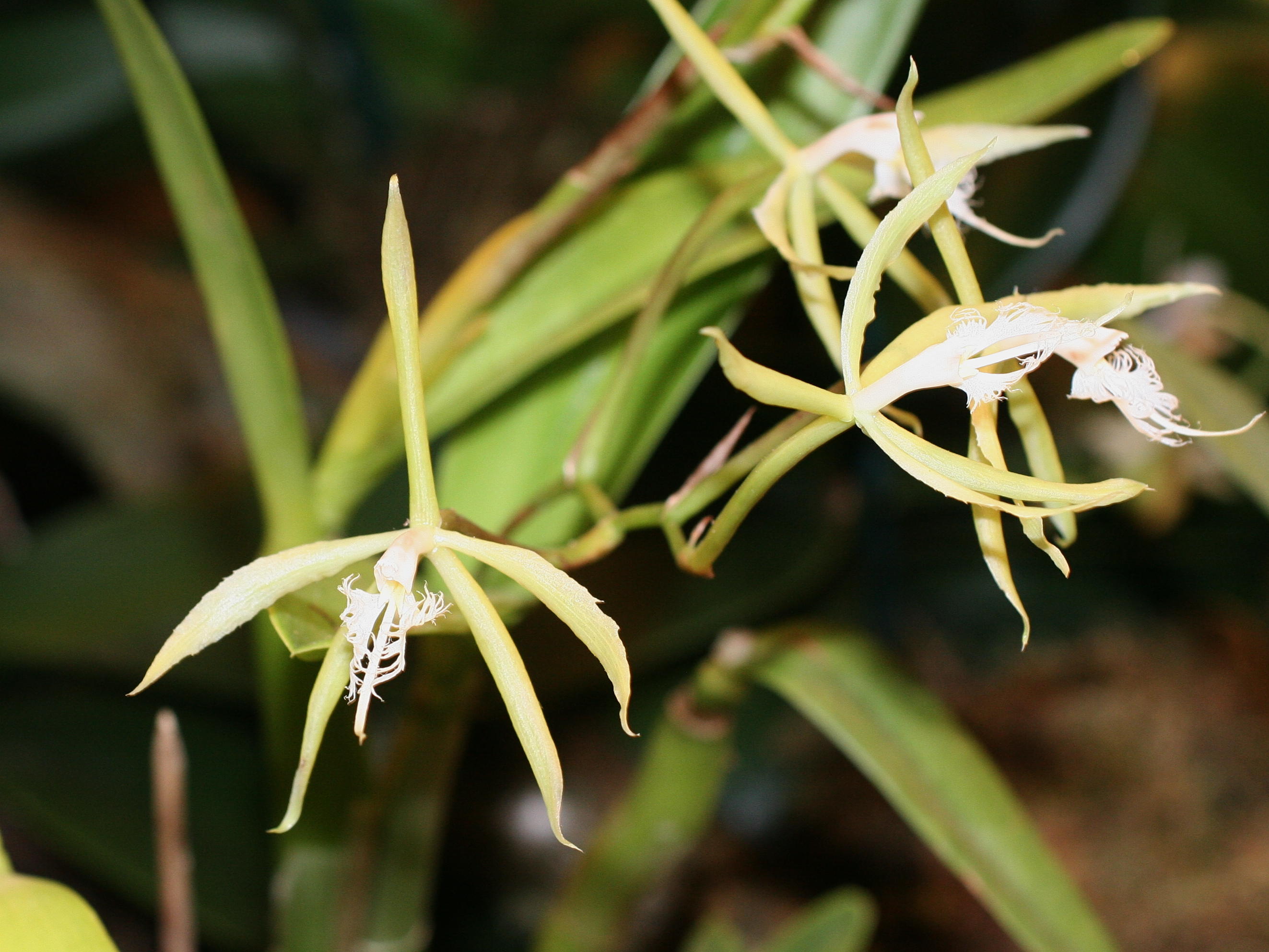 Afficher le média Epidendrum_ciliare Epidendrum_ciliare