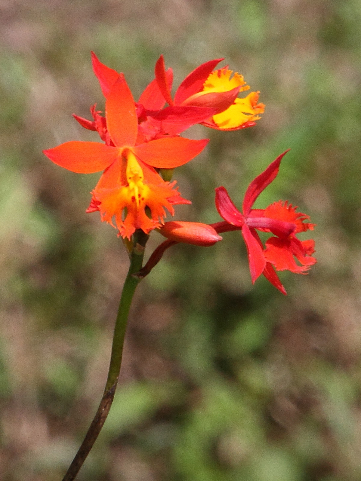 epidendrum_radicans4md