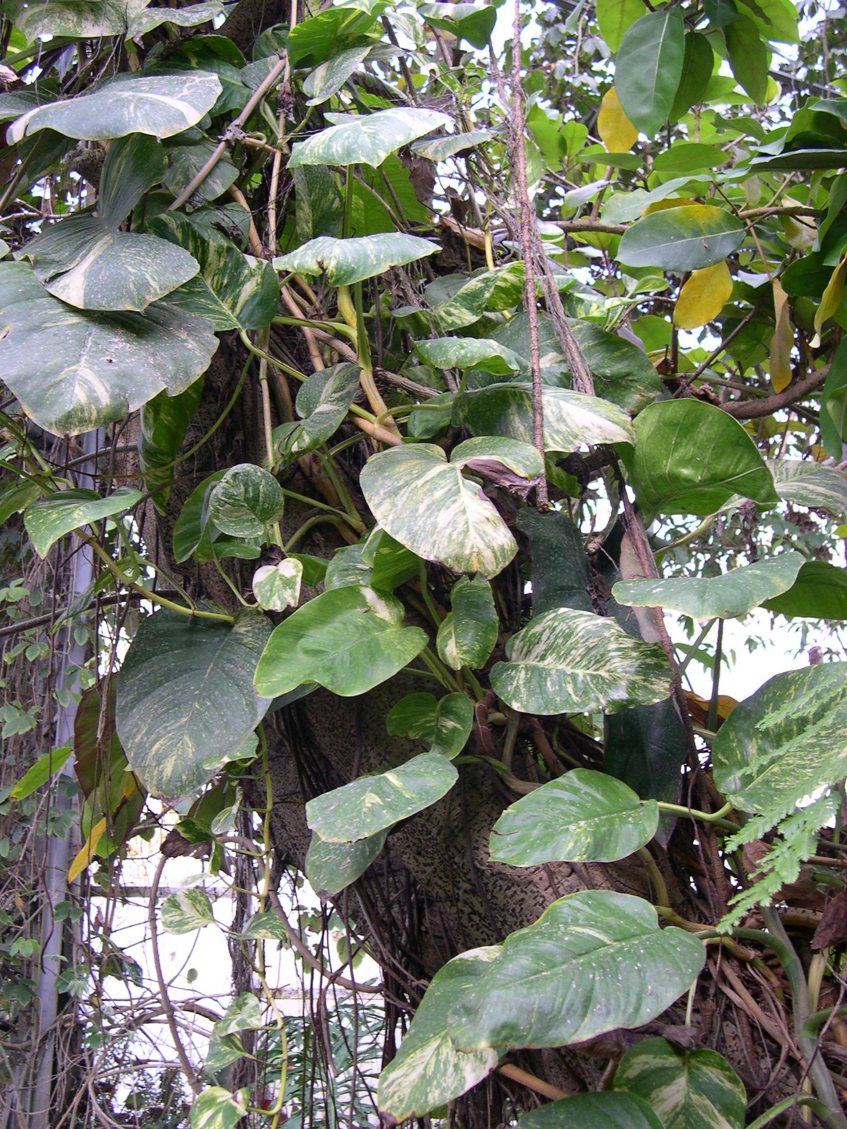 epipremnum_pinnatum3md