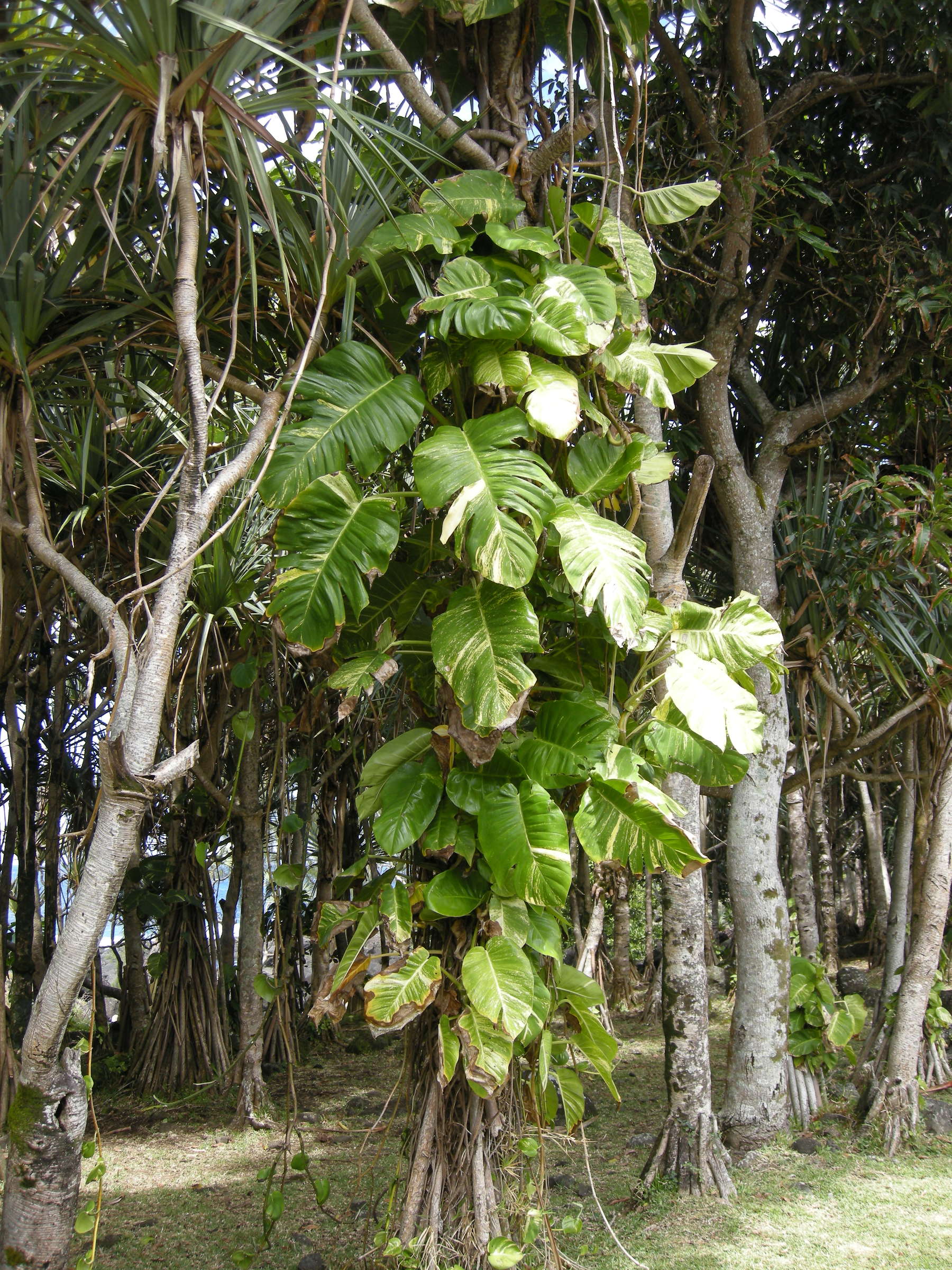 epipremnum_pinnatum4md