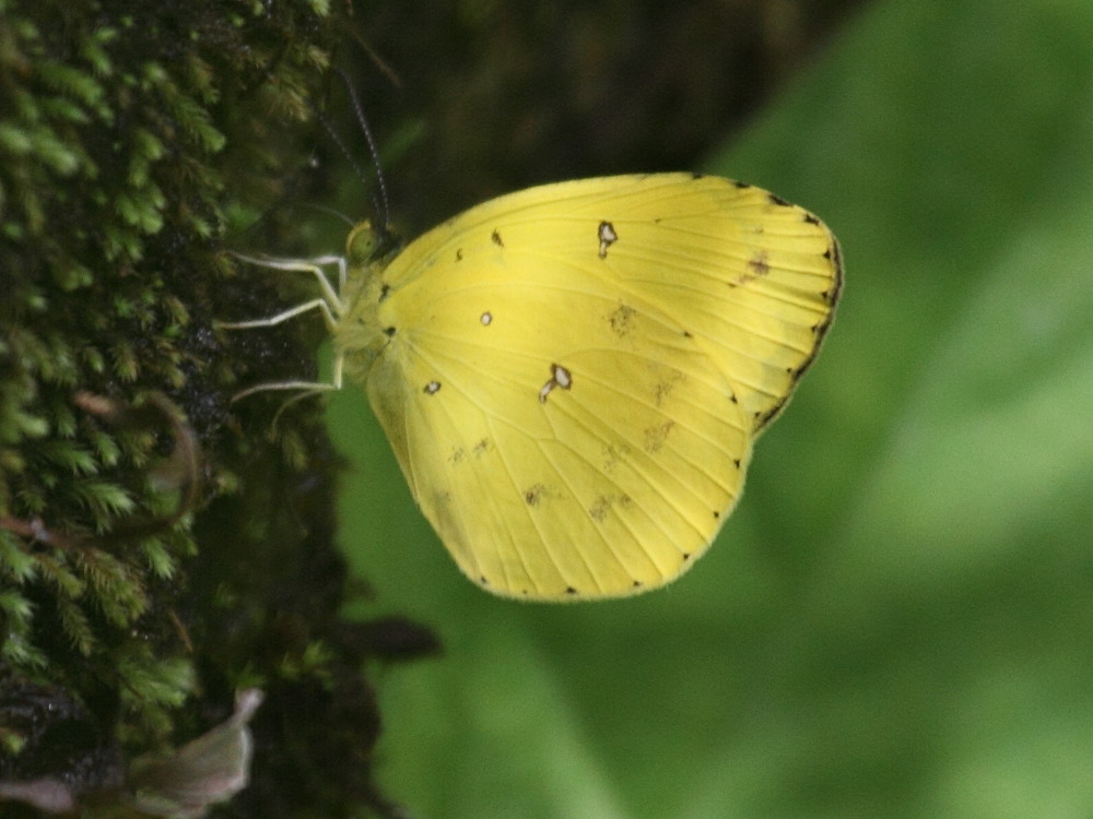 eurema_floricola_ceres1bd