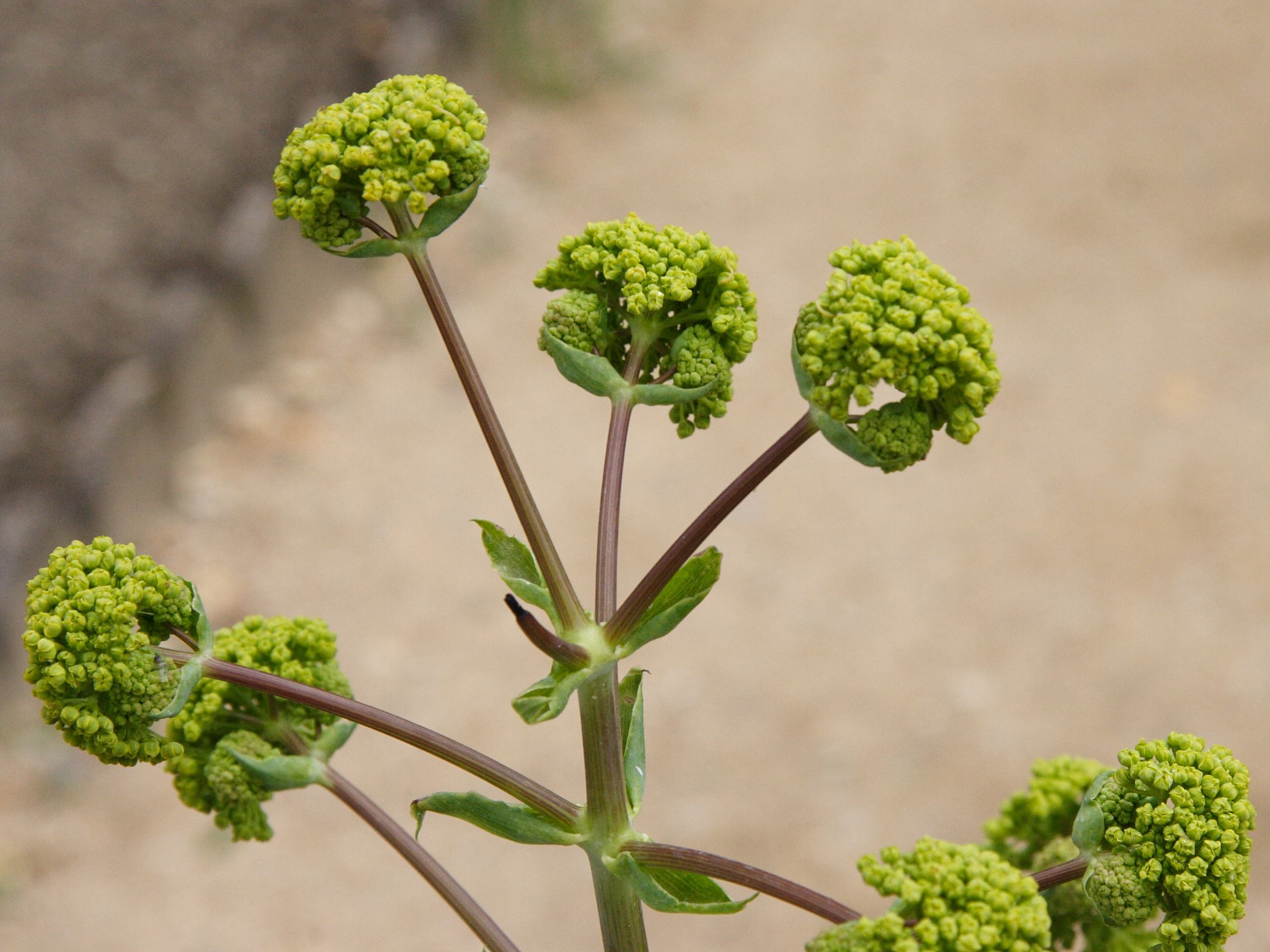 Afficher le média ferula_communis_glauca3md ferula_communis_glauca3md