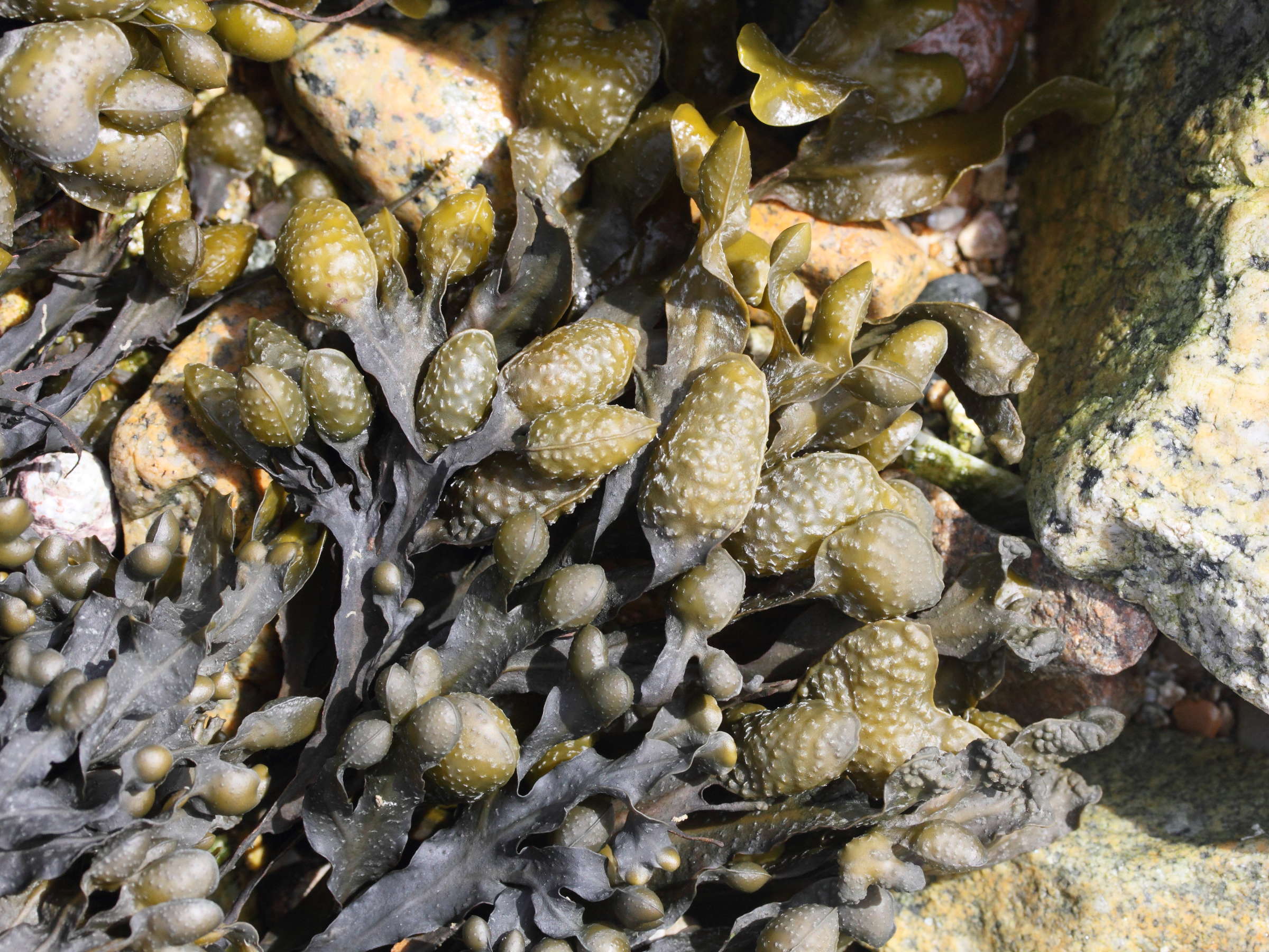 Afficher le média fucus_vesiculosus4md fucus_vesiculosus4md