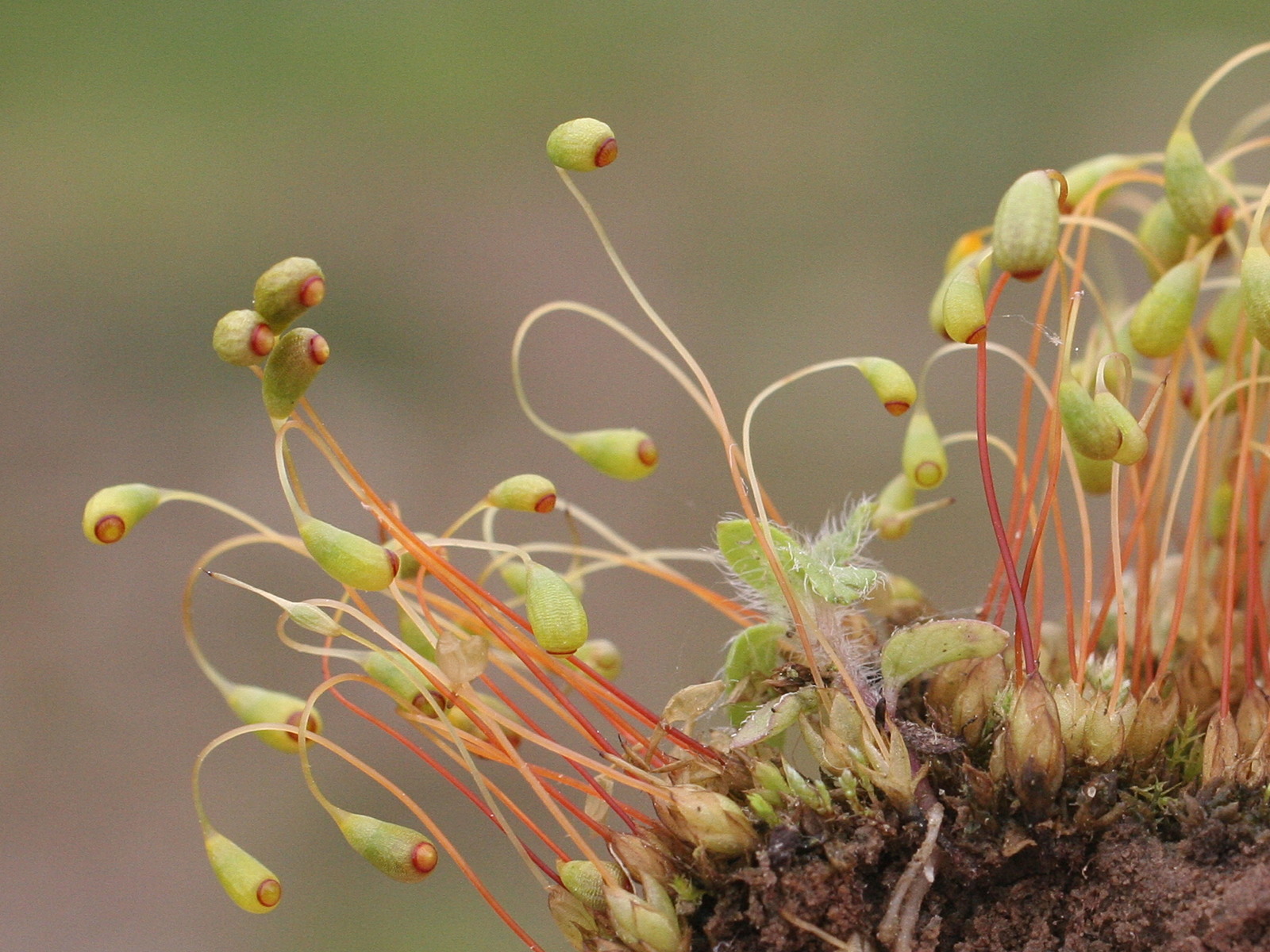 funaria_hygrometrica2md