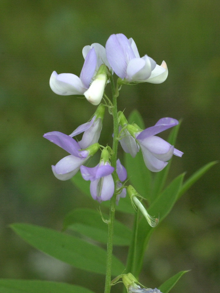 Afficher le média galega_officinalis2amd galega_officinalis2amd