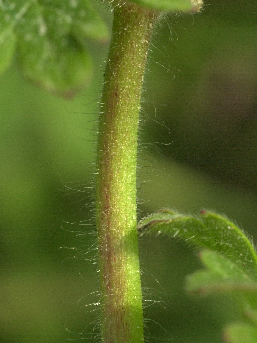 Afficher le média geranium_molle2md geranium_molle2md