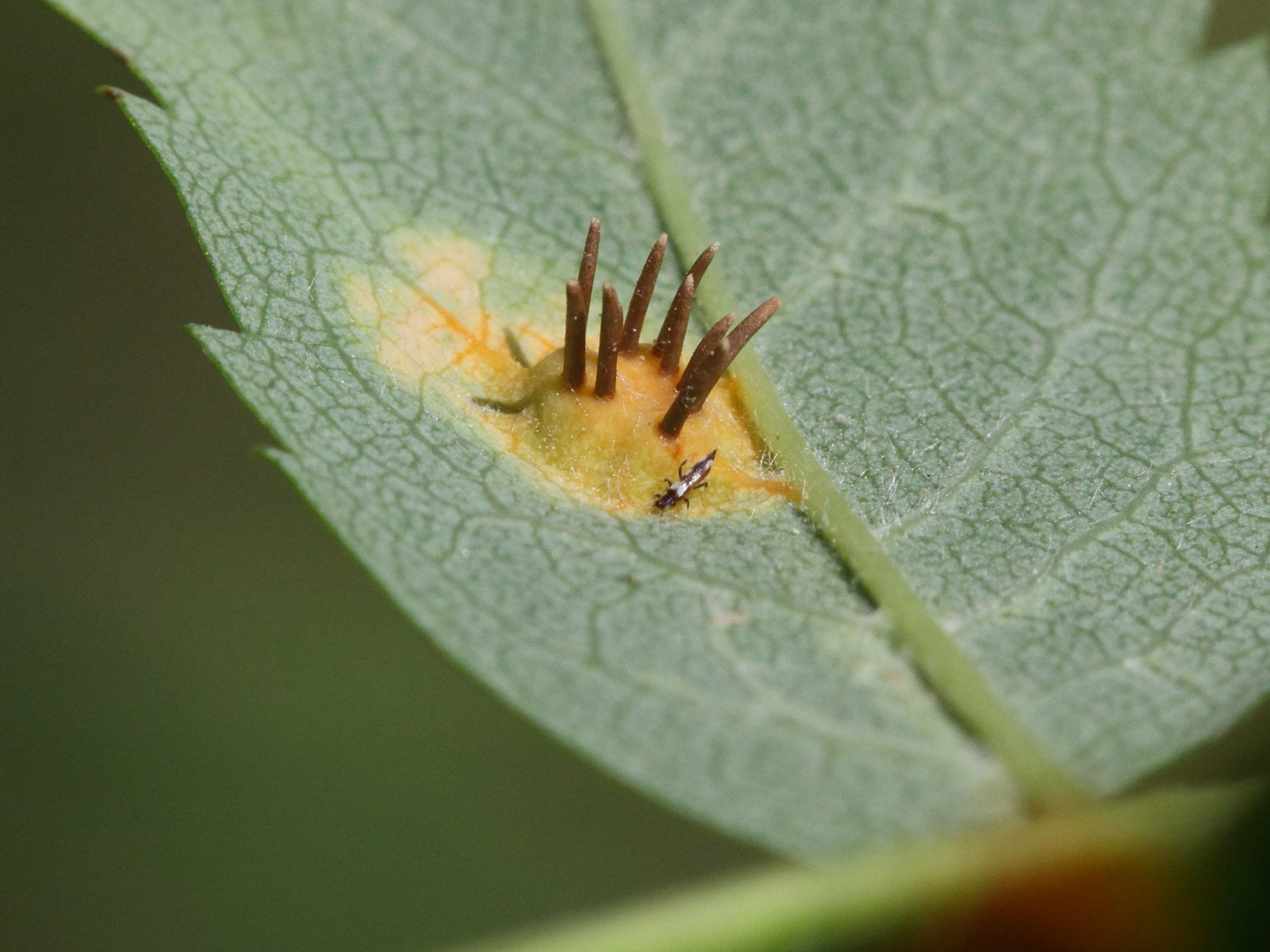 Afficher le média gymnosporangium_cornutum1md gymnosporangium_cornutum1md