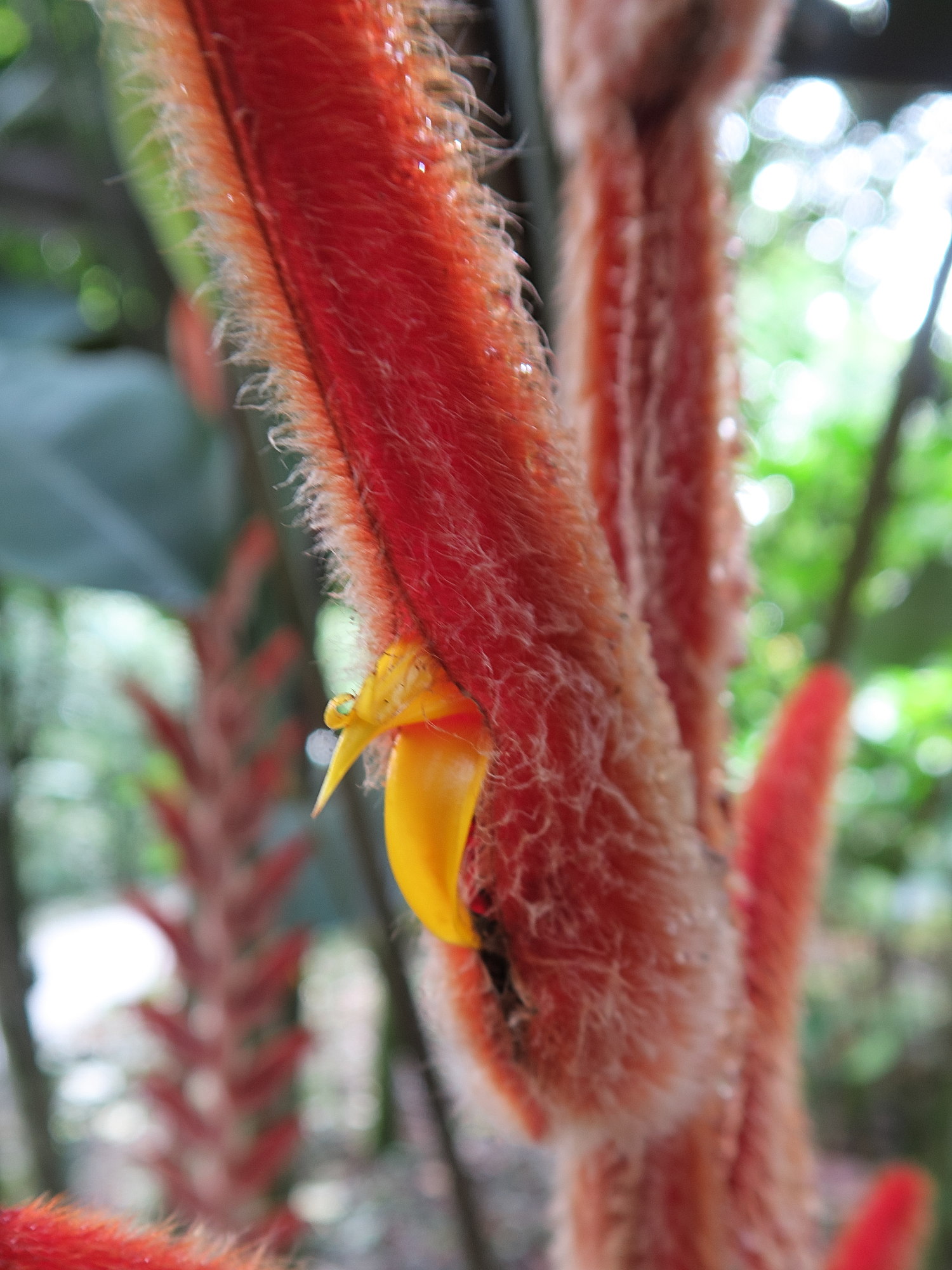 heliconia_danielsiana3md