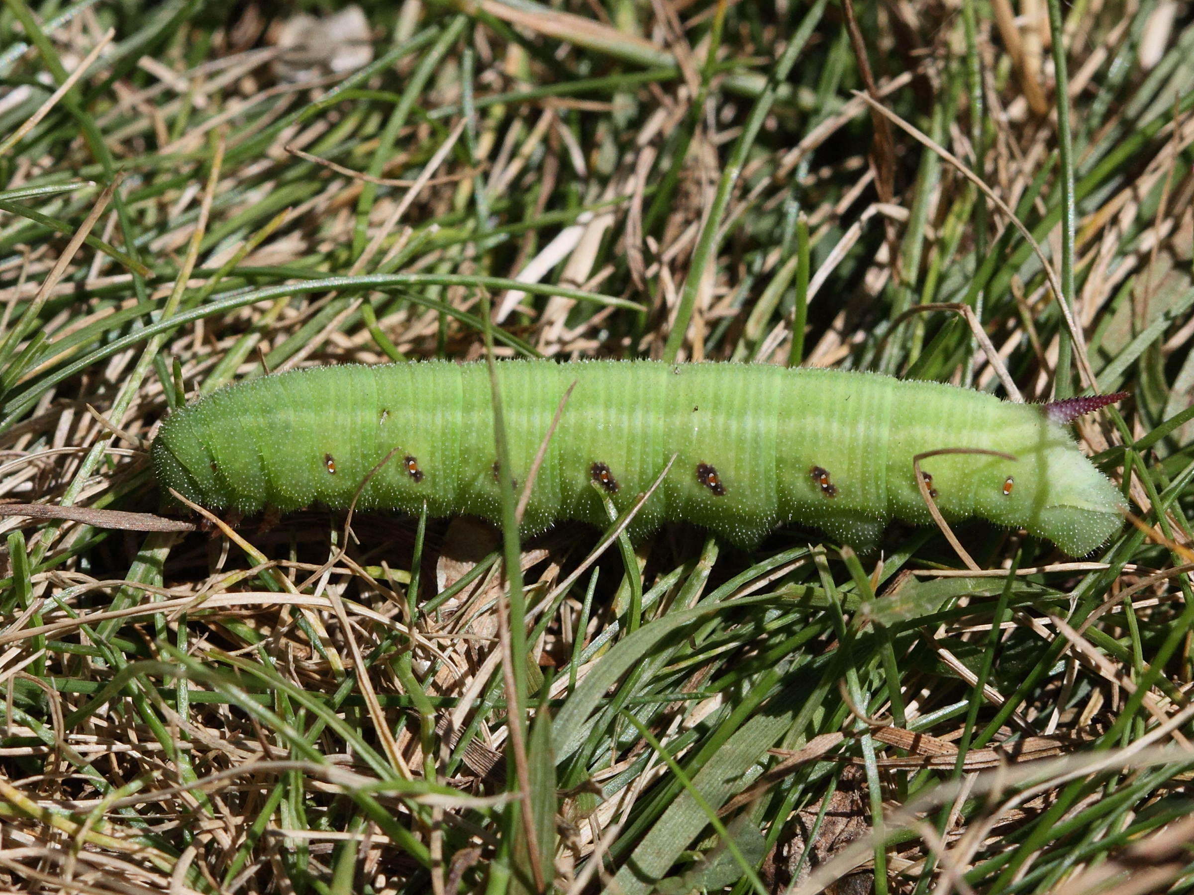 hemaris_tityus_ch2md