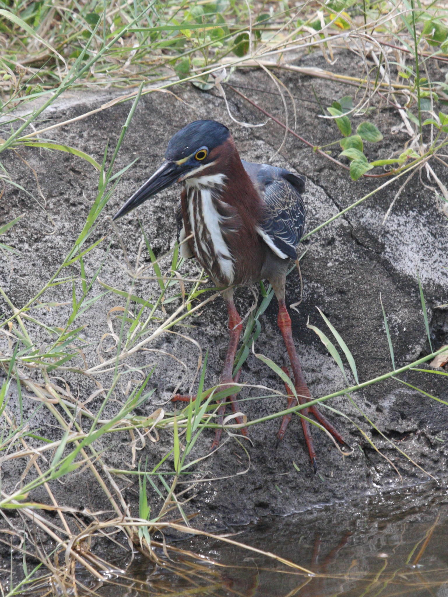 heron_vert_-_butorides_virescens2bd