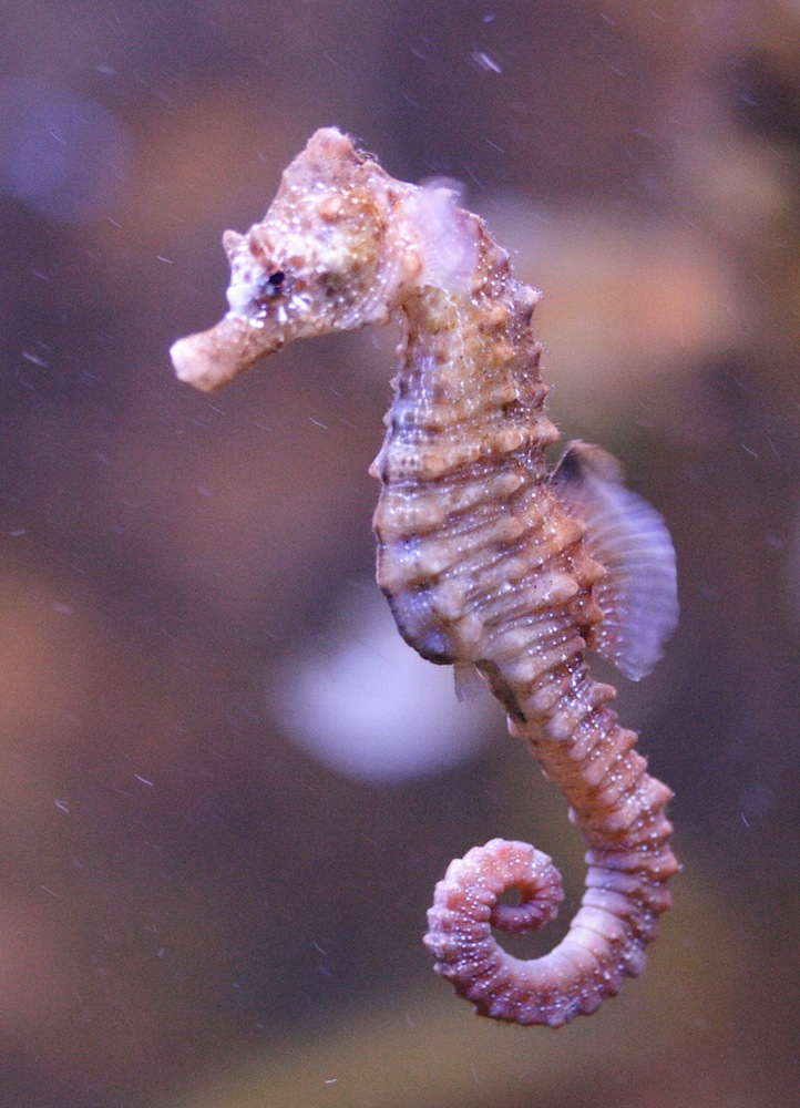 hippocampus_hippocampus2md