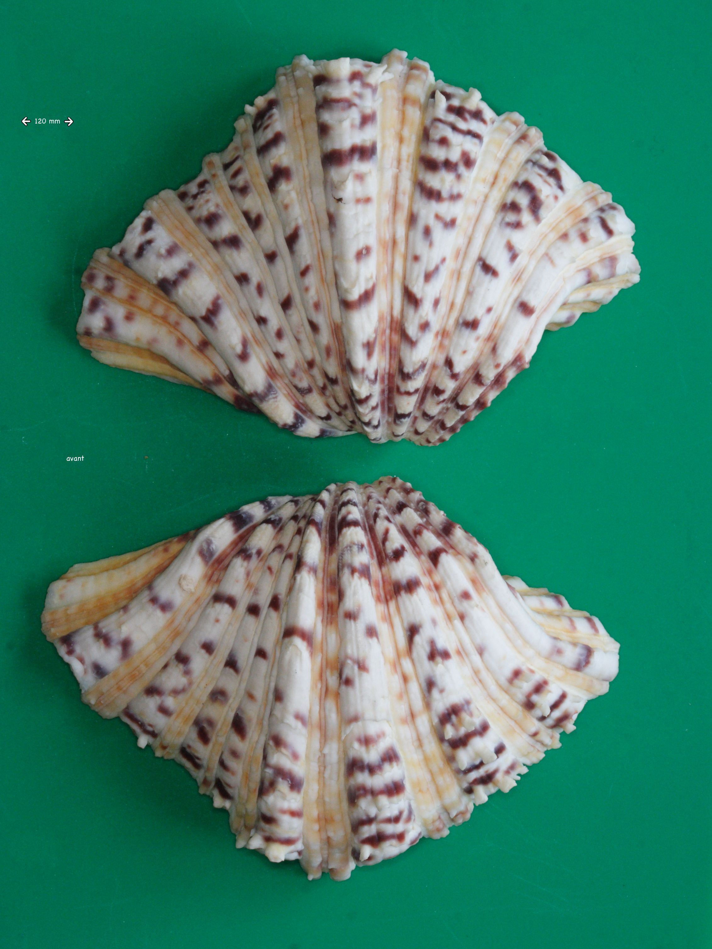 hippopus_hippopus4md