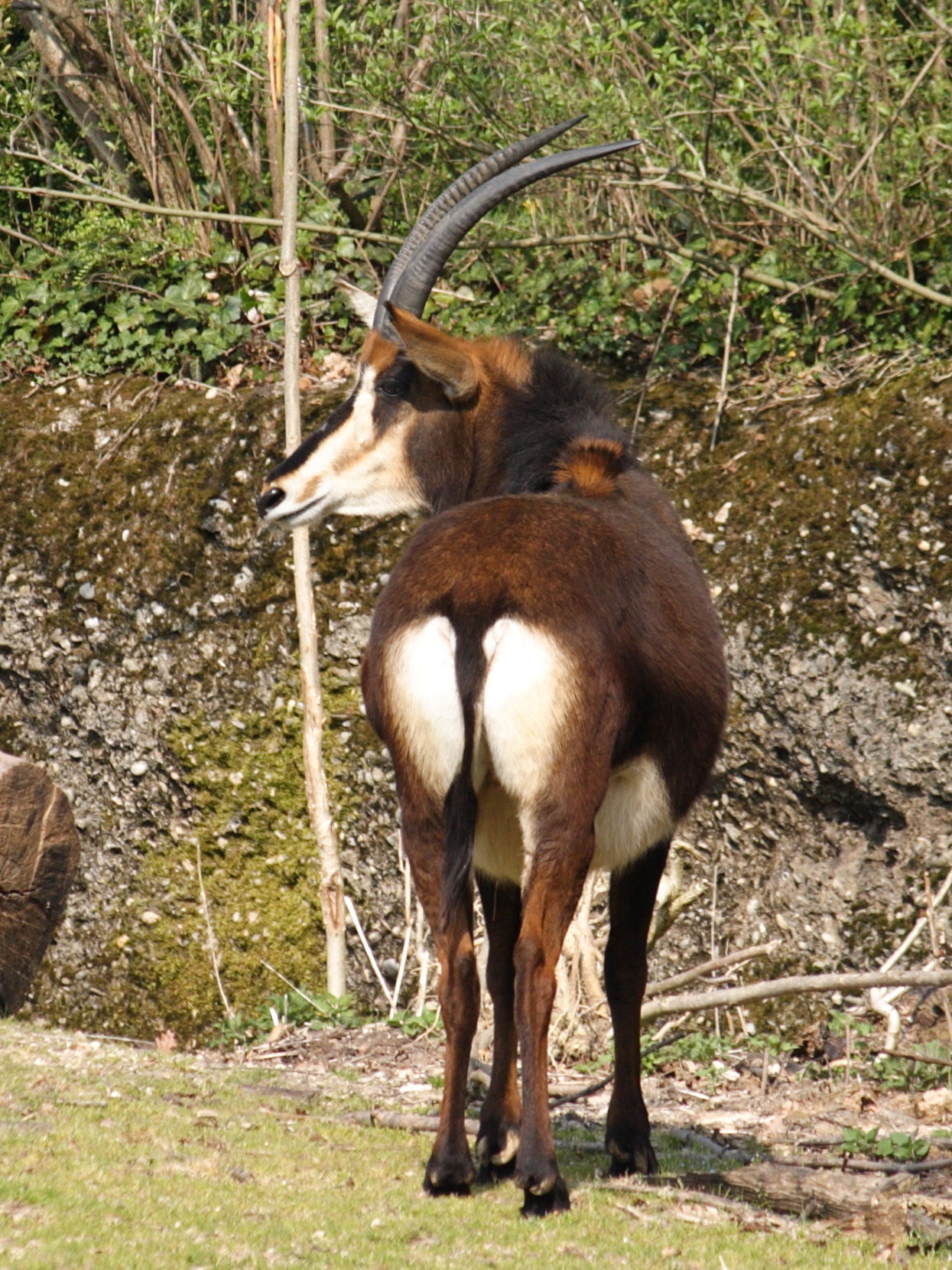 hippotragus_niger3sd