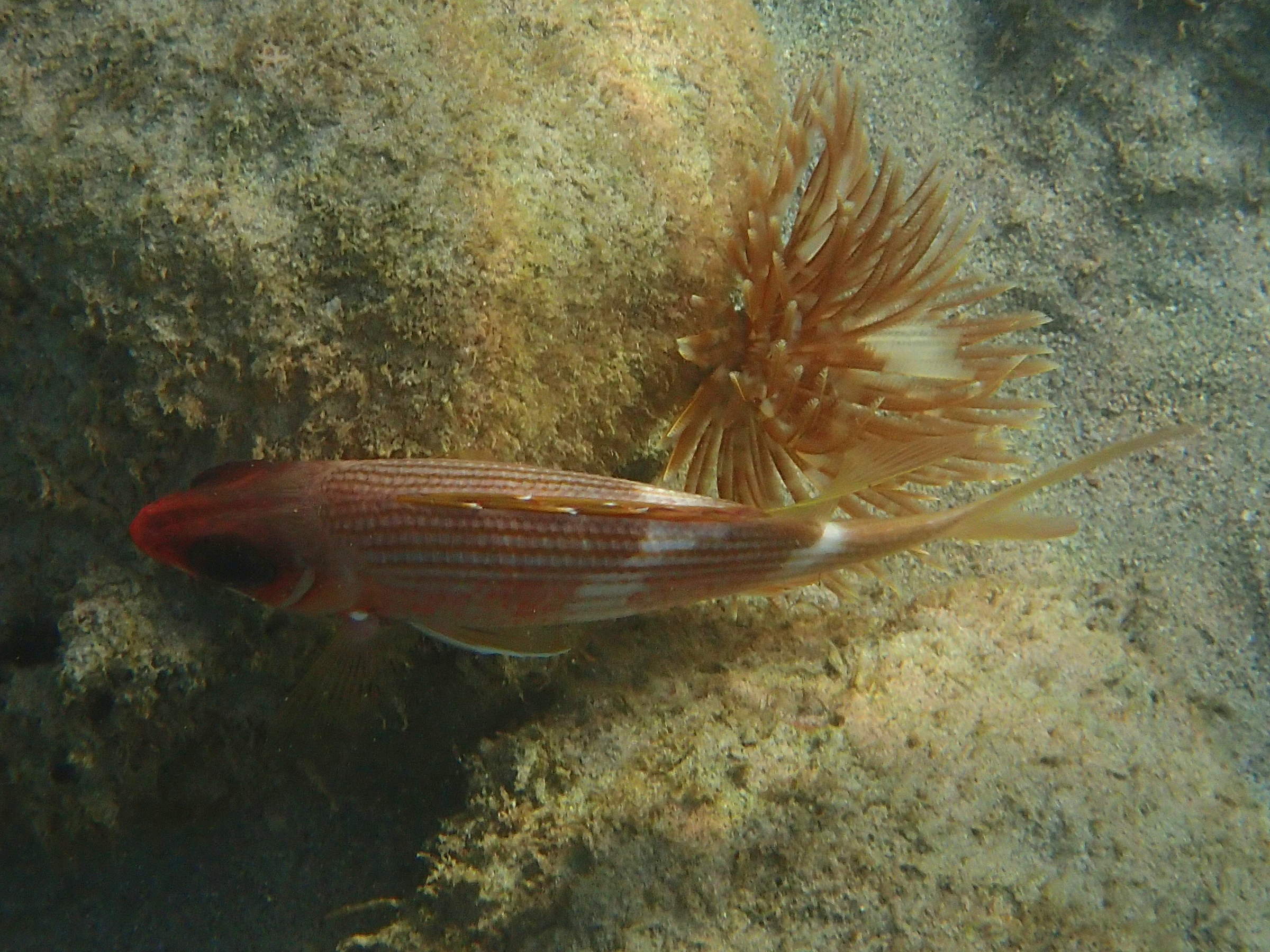 holocentrus_rufus2sd