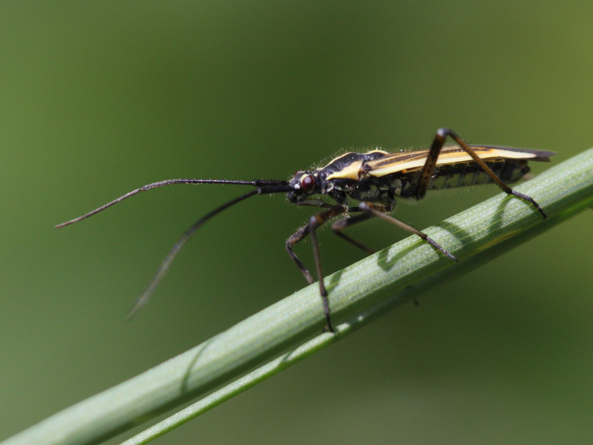 horistus_orientalis2bd