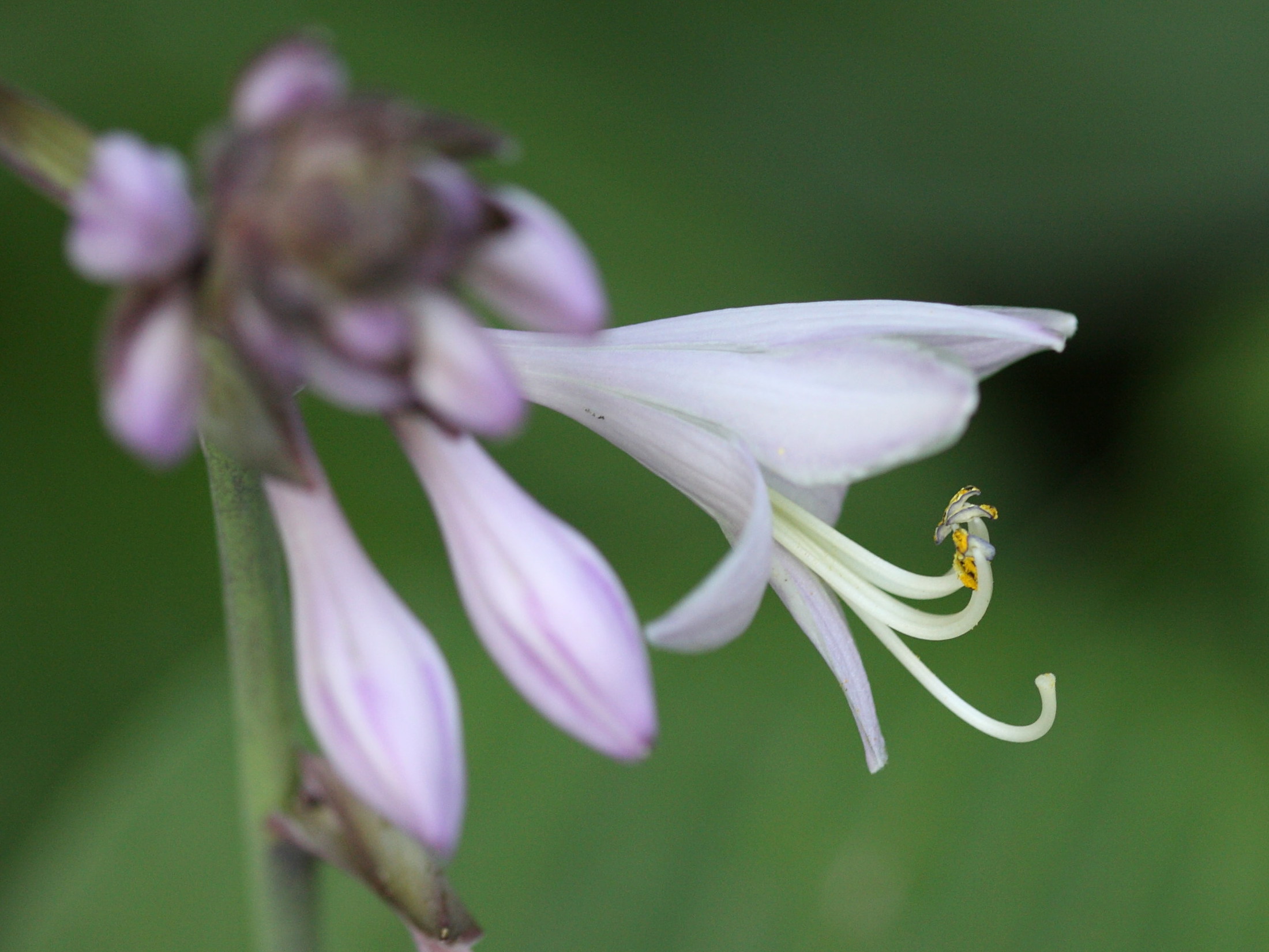 hosta_sieboldiana2sd