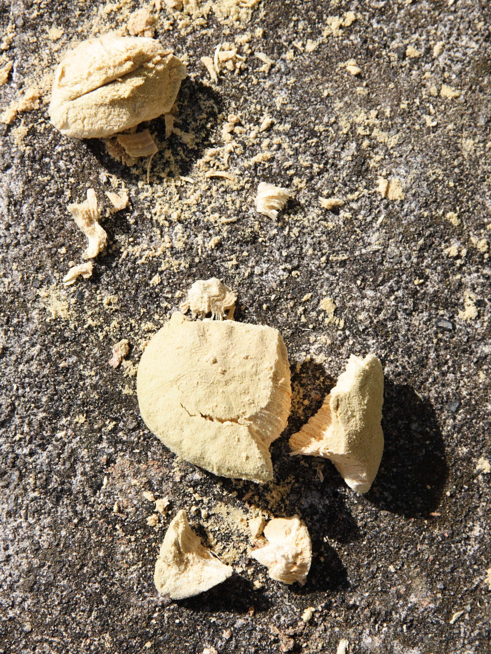 hymenaea_courbaril6md