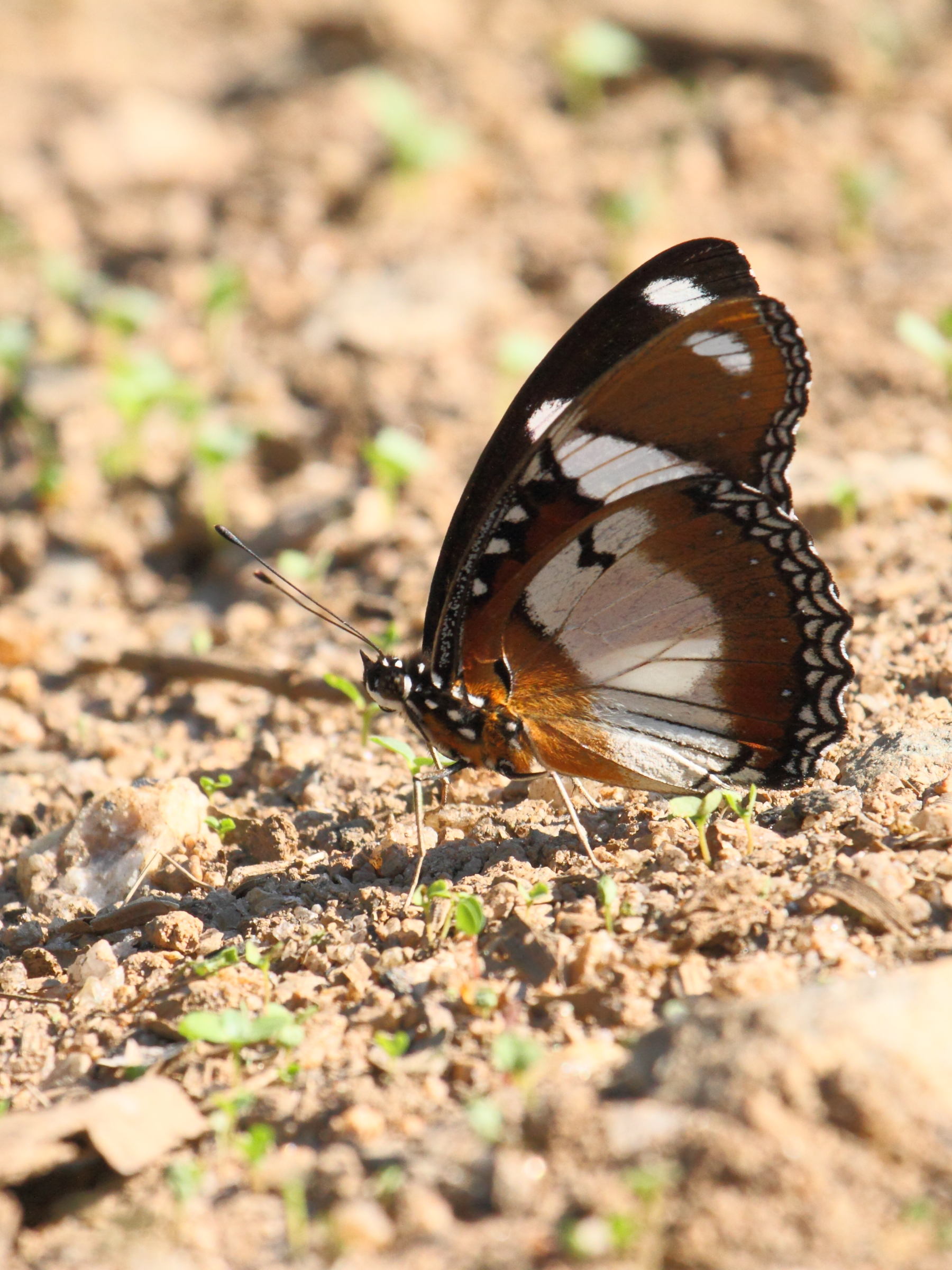 hypolimnas_misippus4bd