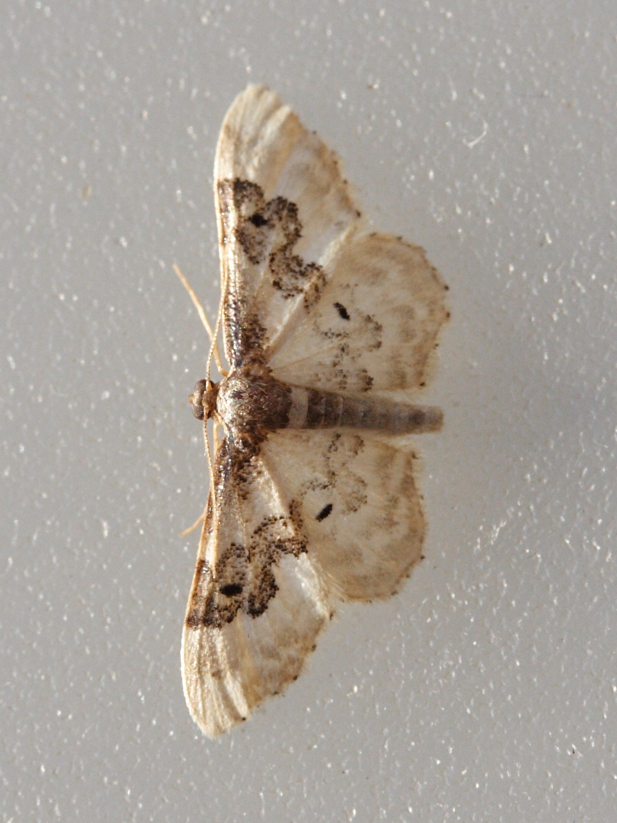 idaea_rusticata2md