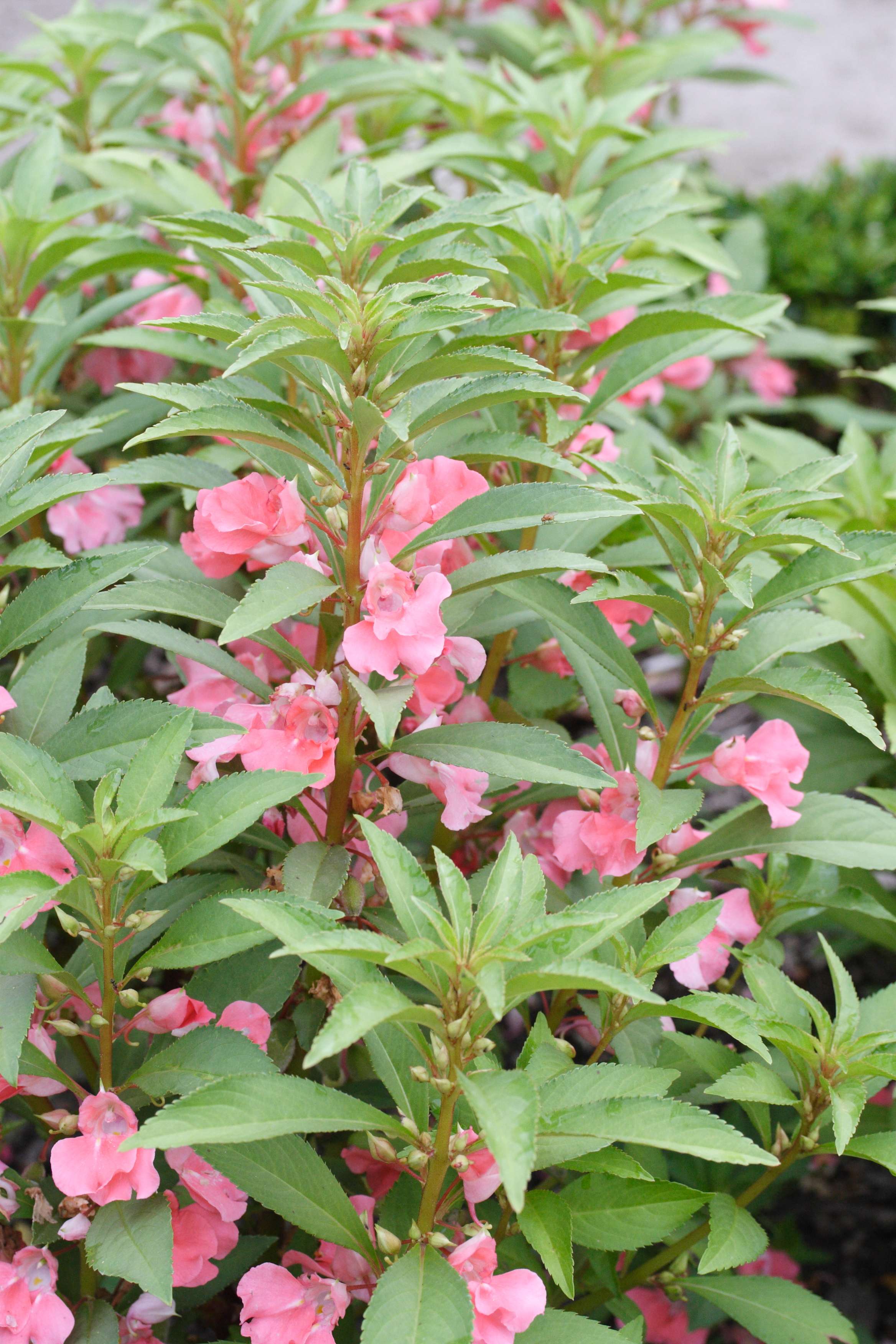 Afficher le média impatiens_balsamina1md impatiens_balsamina1md
