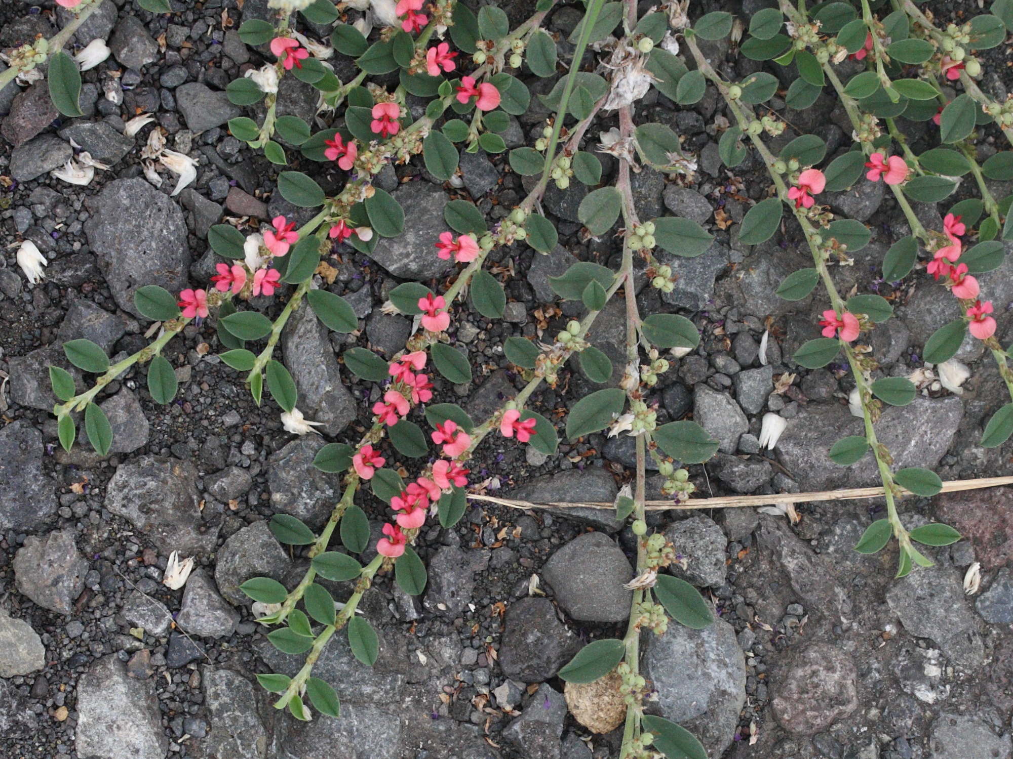 indigofera_linifolia2md