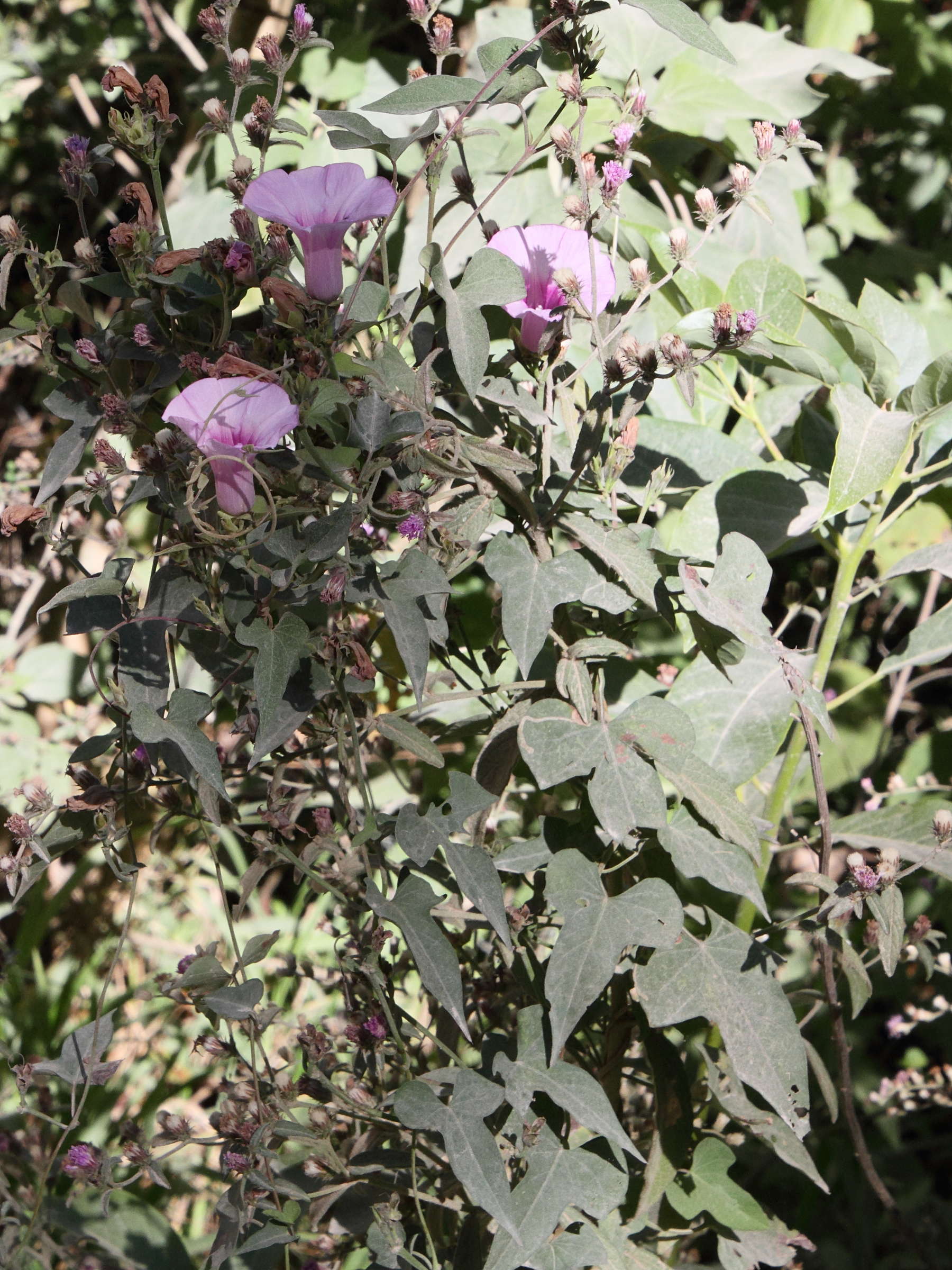 Afficher le média ipomoea_batatas6md ipomoea_batatas6md