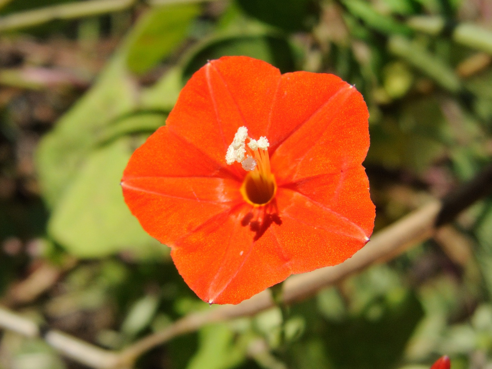 Afficher le média ipomoea_hederifolia3md ipomoea_hederifolia3md