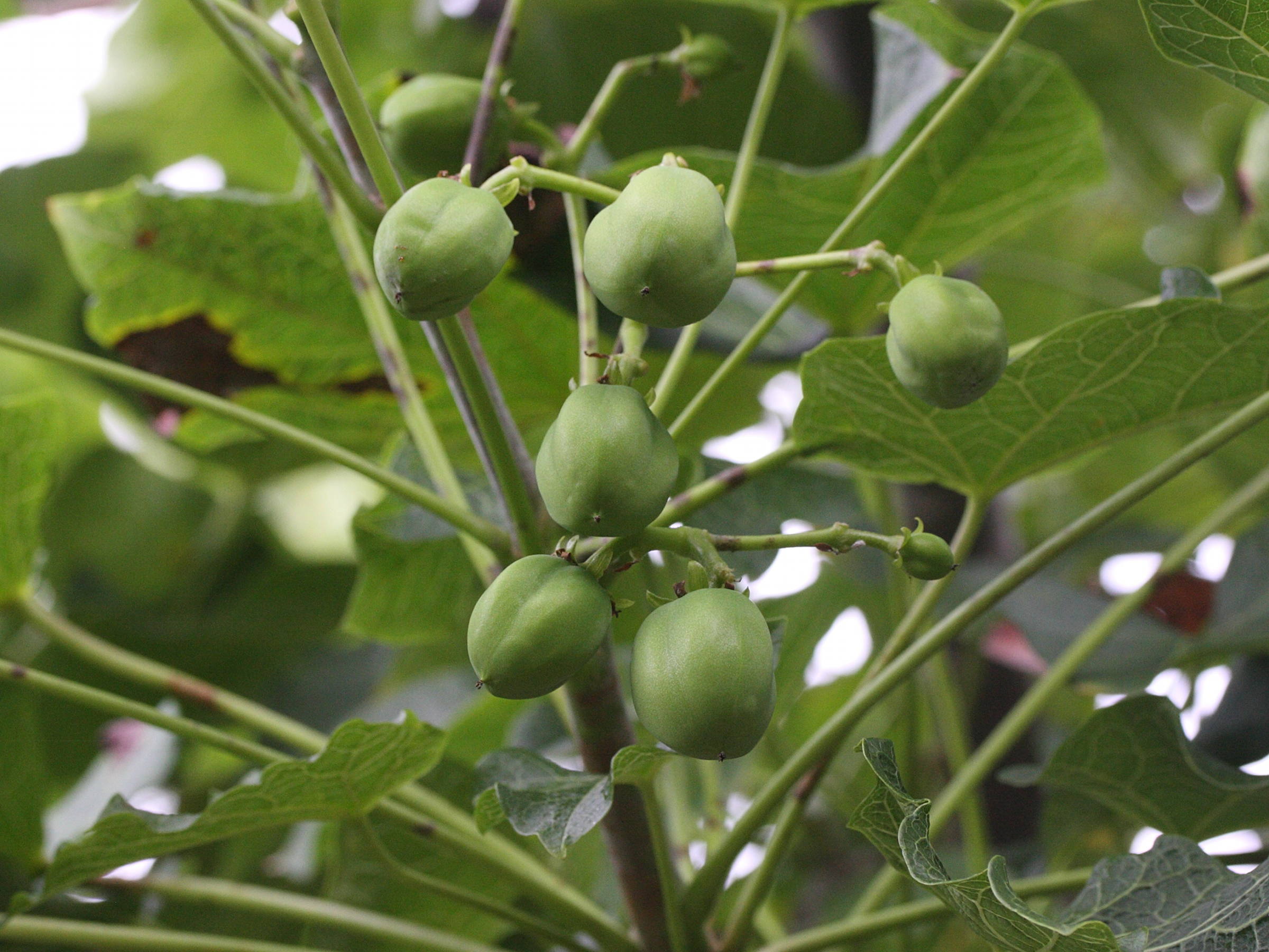 Afficher le média jatropha_curcas3md jatropha_curcas3md