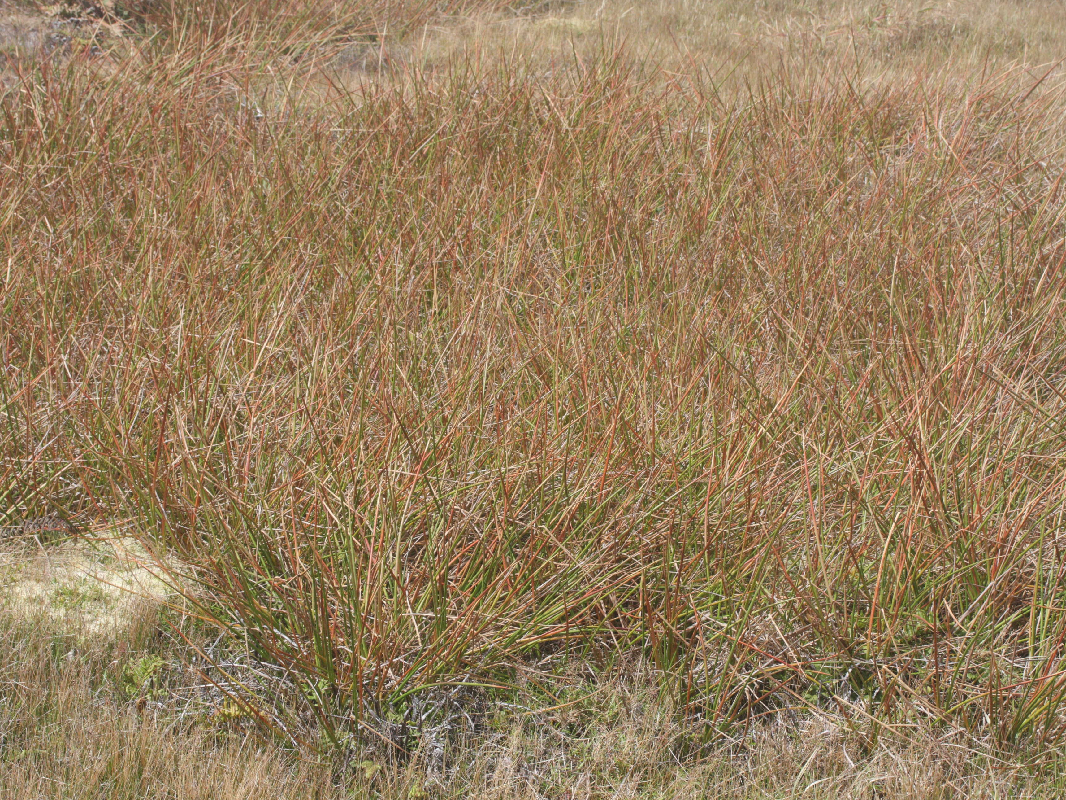 juncus_guadeloupensis1md