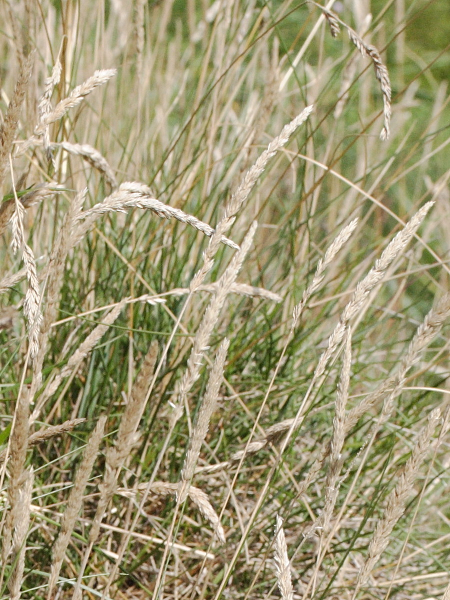 koeleria_macrantha2md