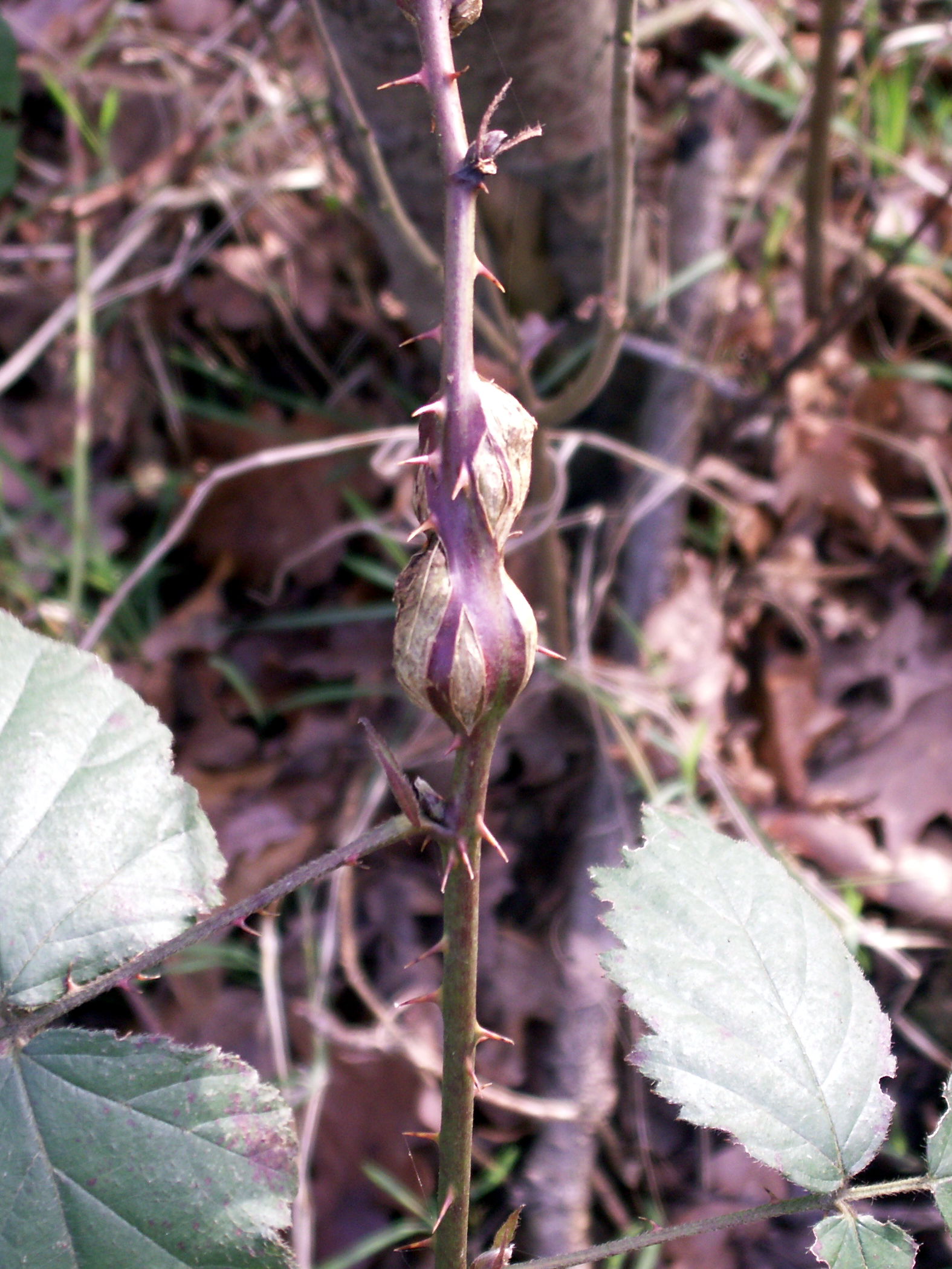 lasioptera_rubi_galle1md