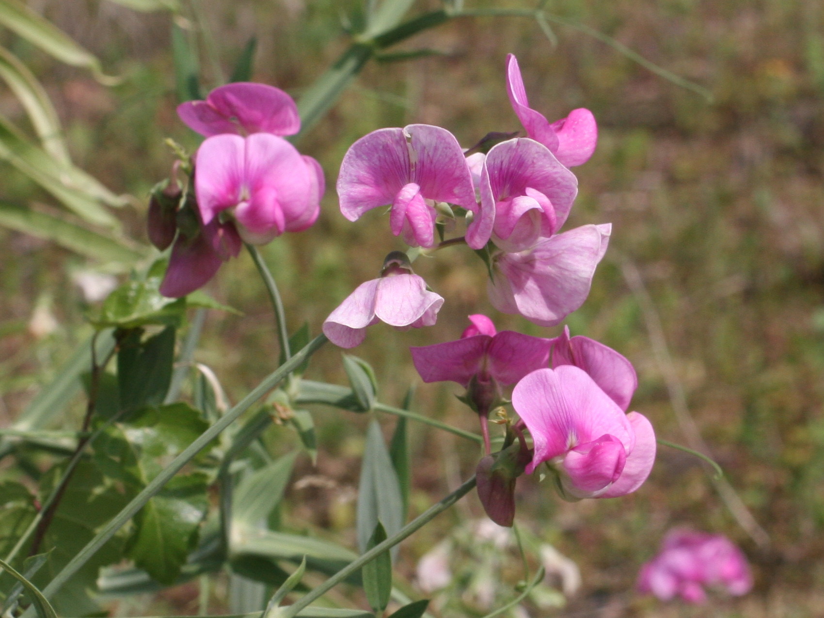 lathyrus_latifolius3md
