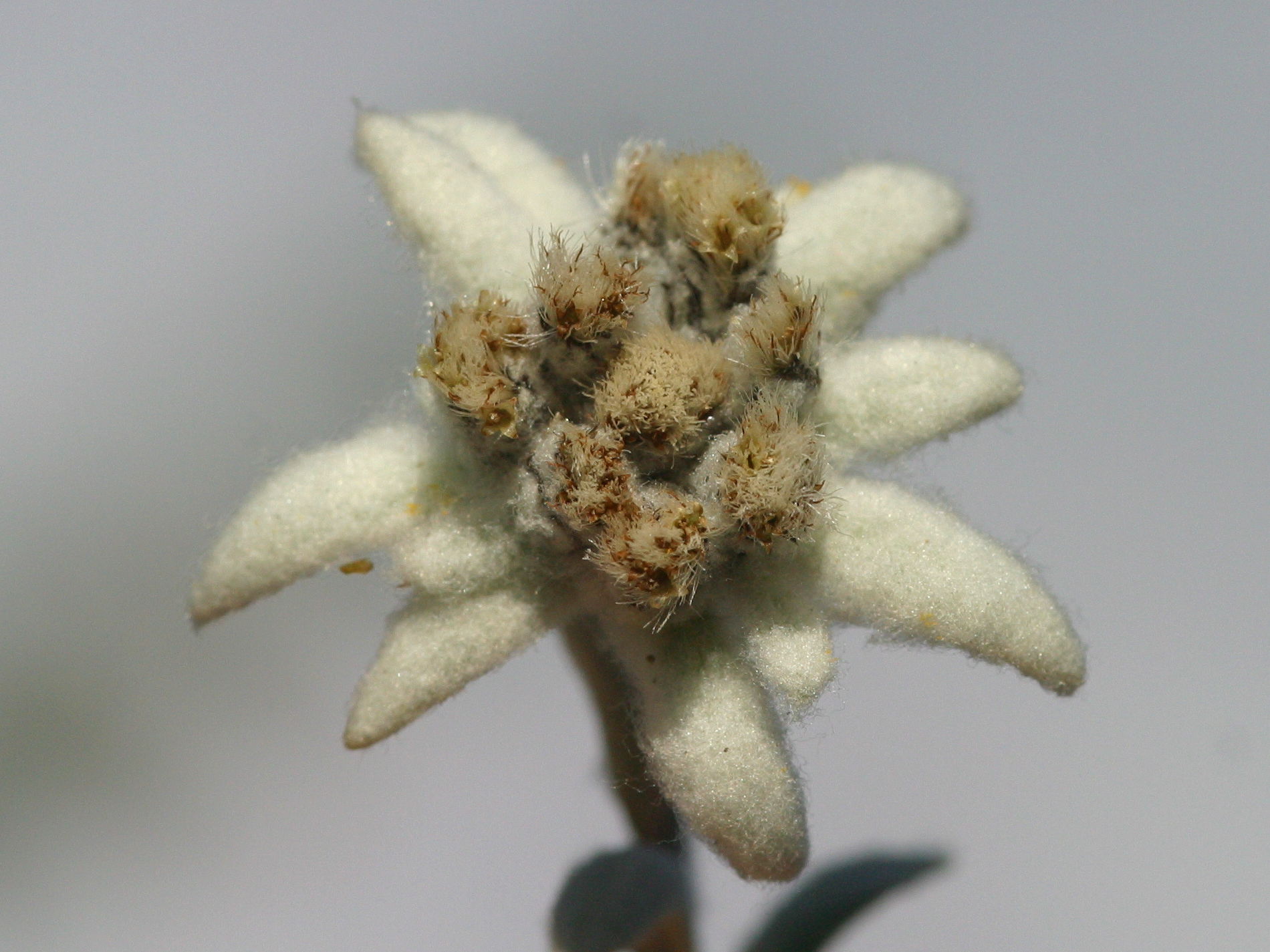 Afficher le média leontopodium_alpinum3md leontopodium_alpinum3md