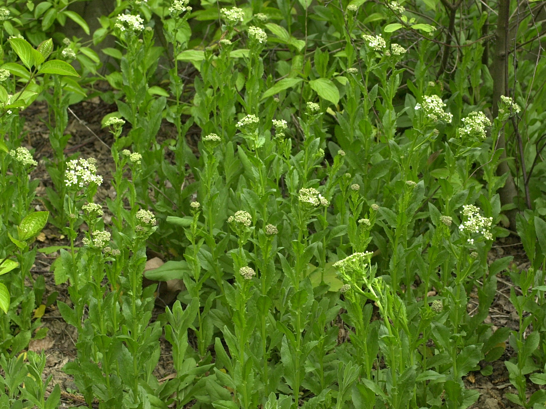 lepidium_draba1bmd